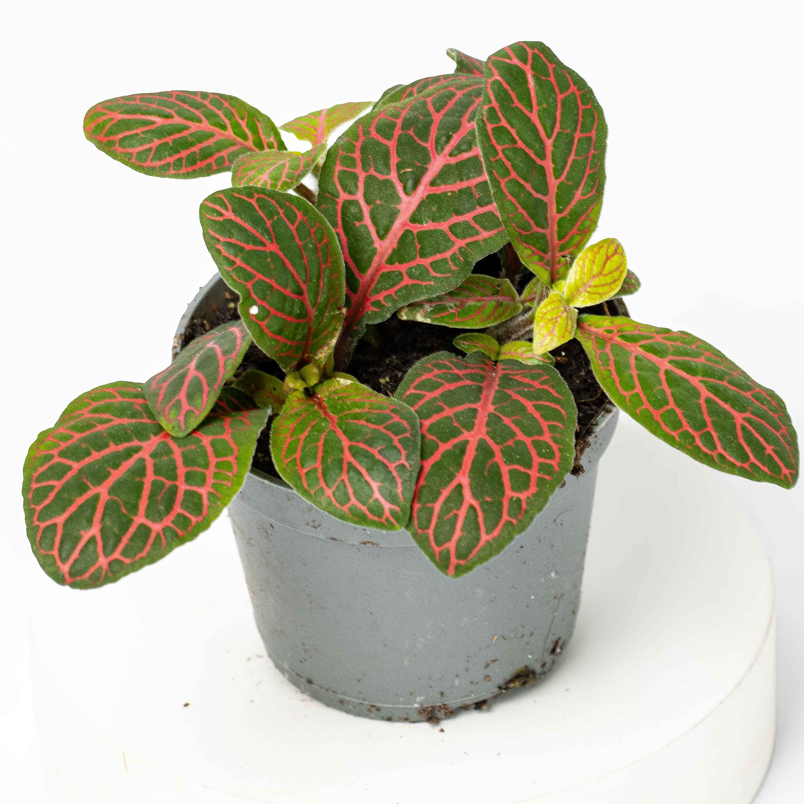 Fittonia albivenis (Red Nerve Plant) 6cm - Image 3
