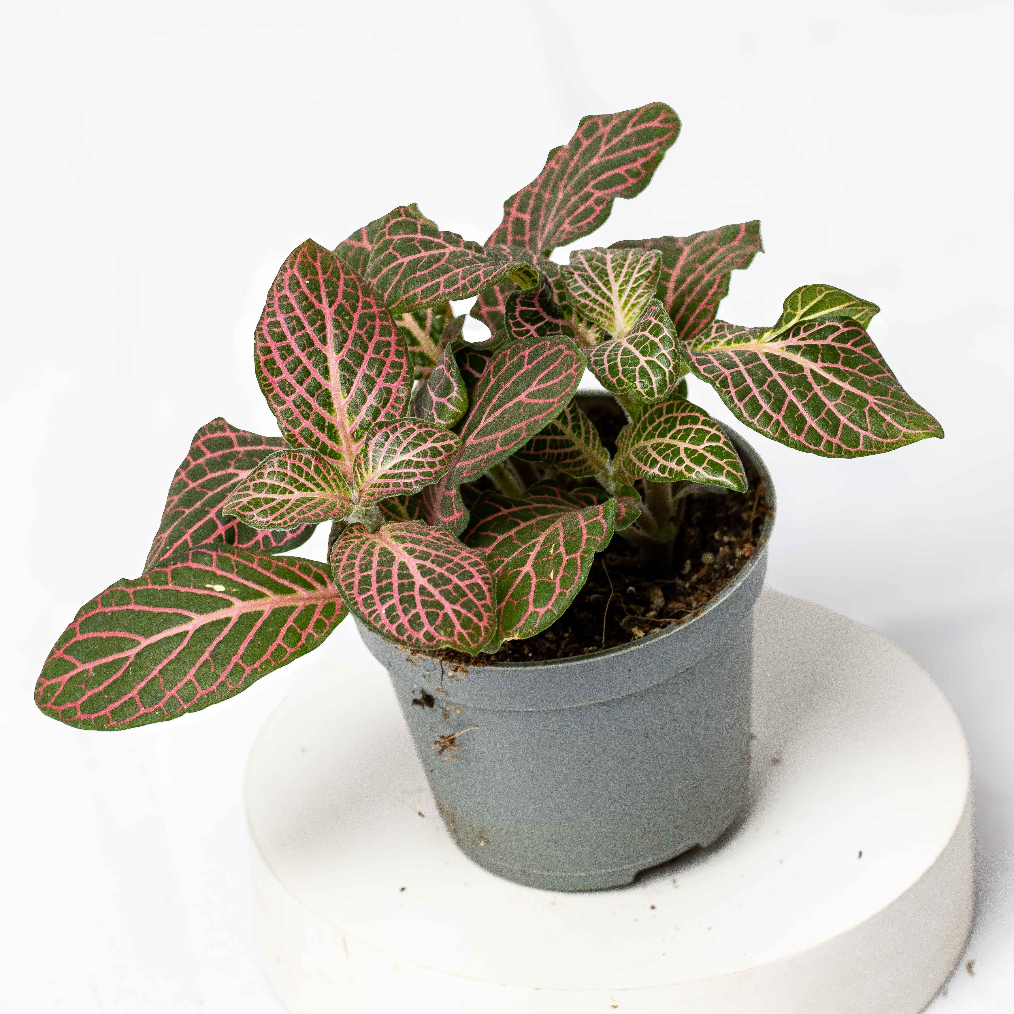 Fittonia albivenis (Pink Nerve Plant) 6cm - Image 2