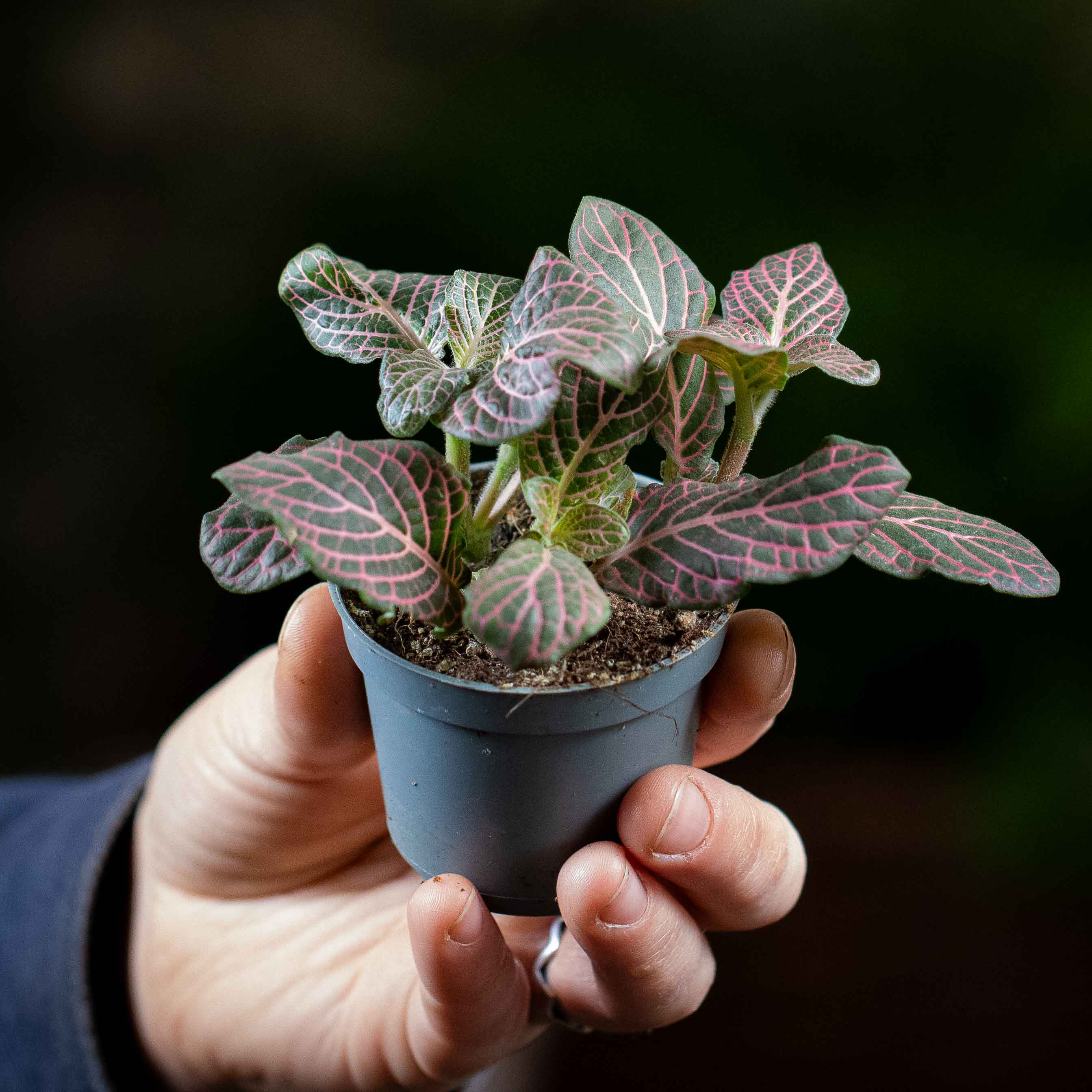 Fittonia albivenis (Pink Nerve Plant) 6cm - Image 3
