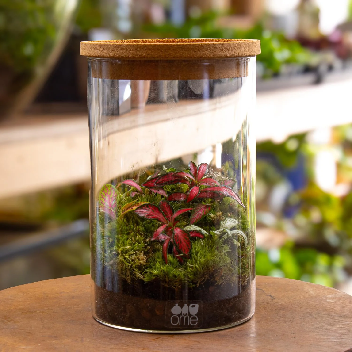 Fittonia Terrarium - Image 2