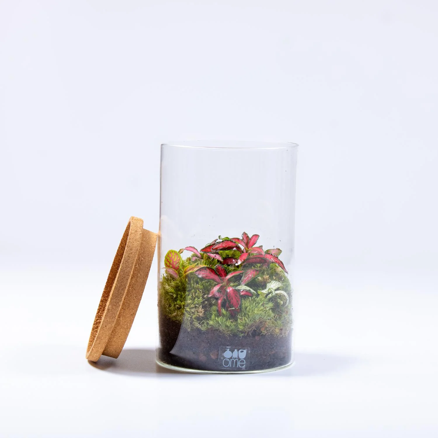 Fittonia Terrarium - Image 3
