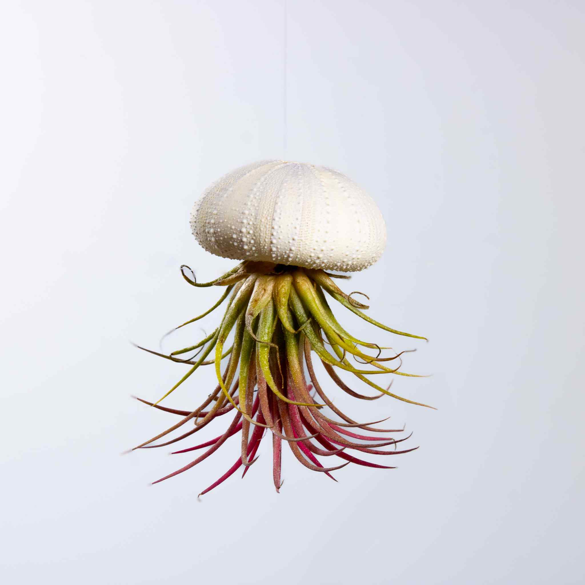 3 x Floating Jellyfish Hangers - Image 2