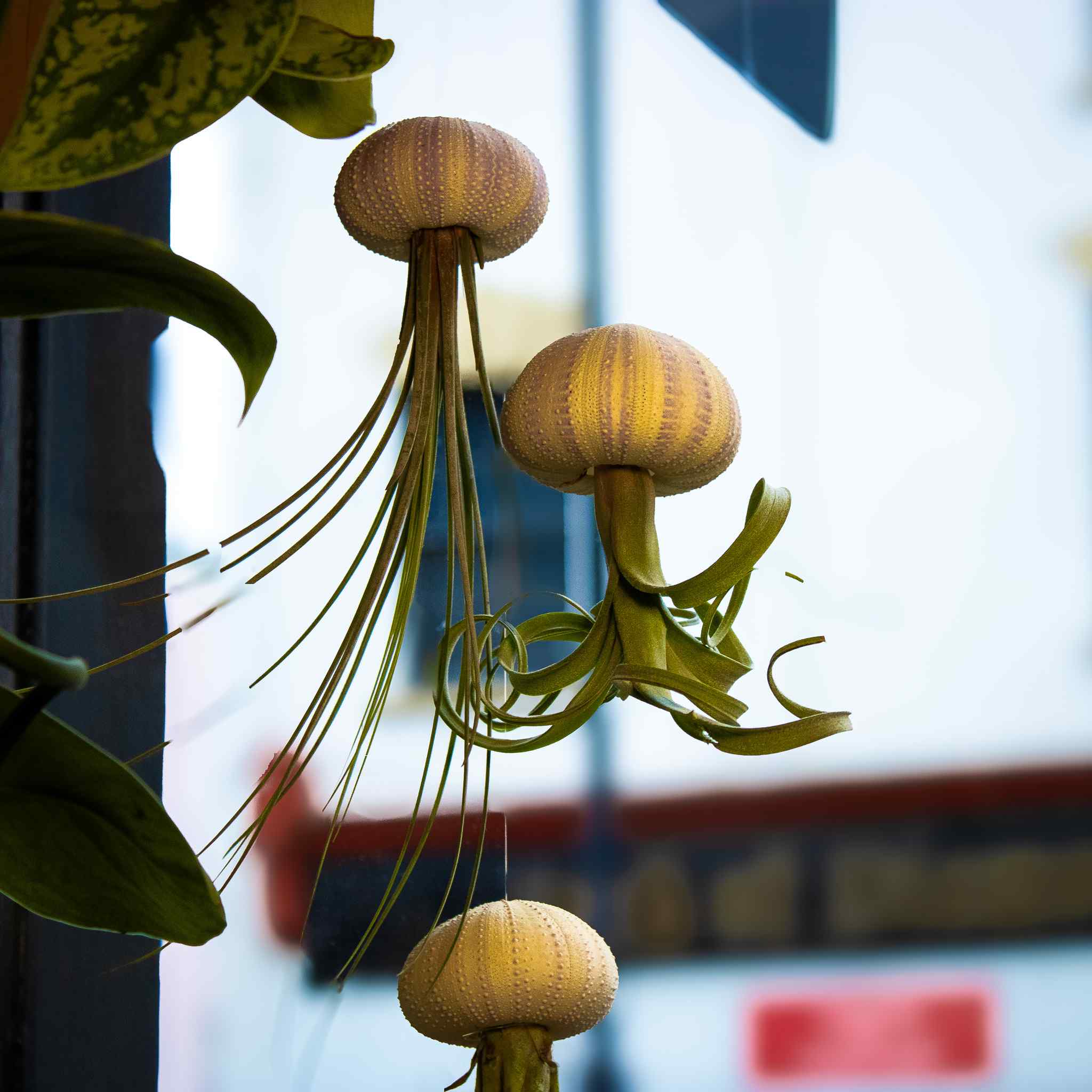 3 x Floating Jellyfish Hangers - Image 5