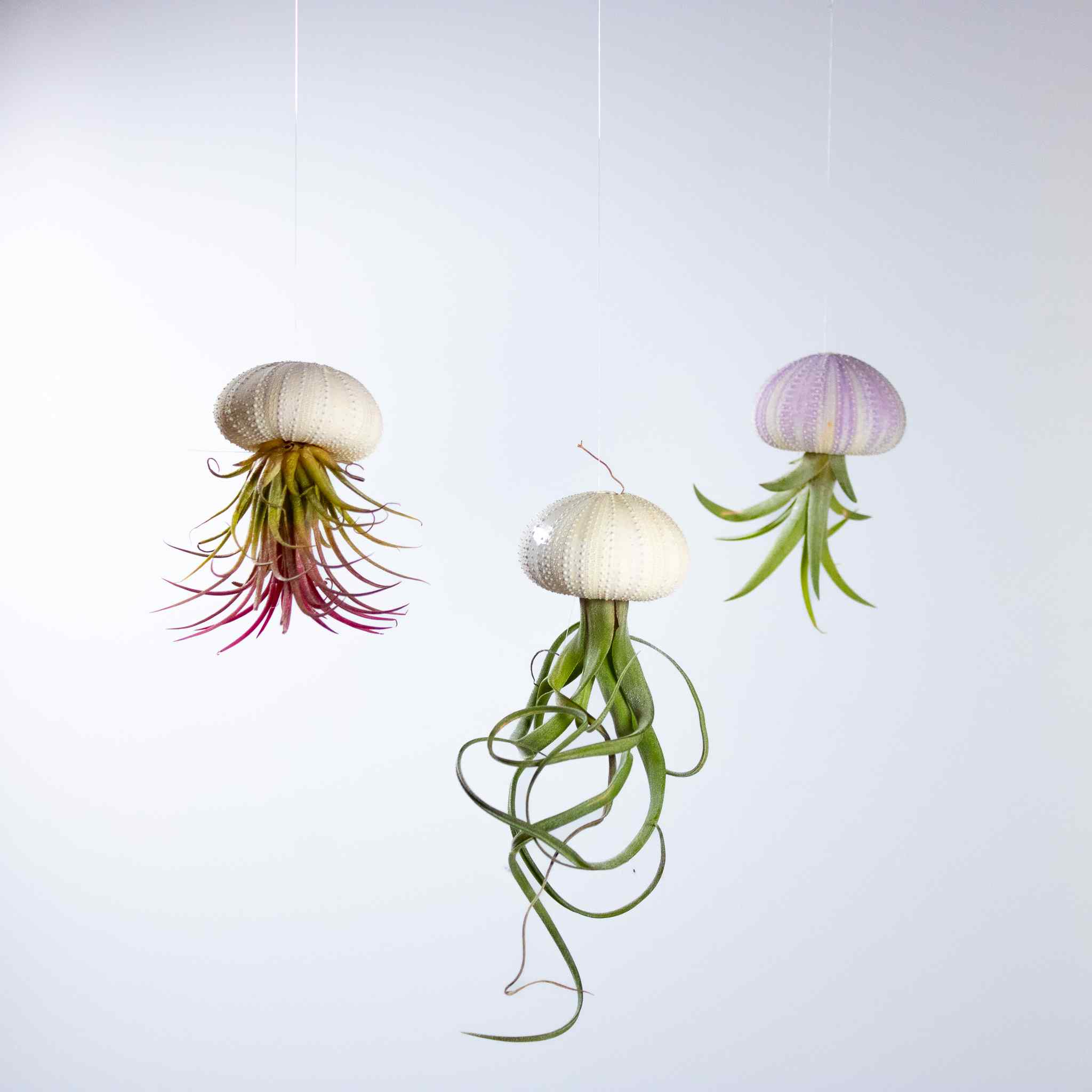 3 x Floating Jellyfish Hangers - Image 7