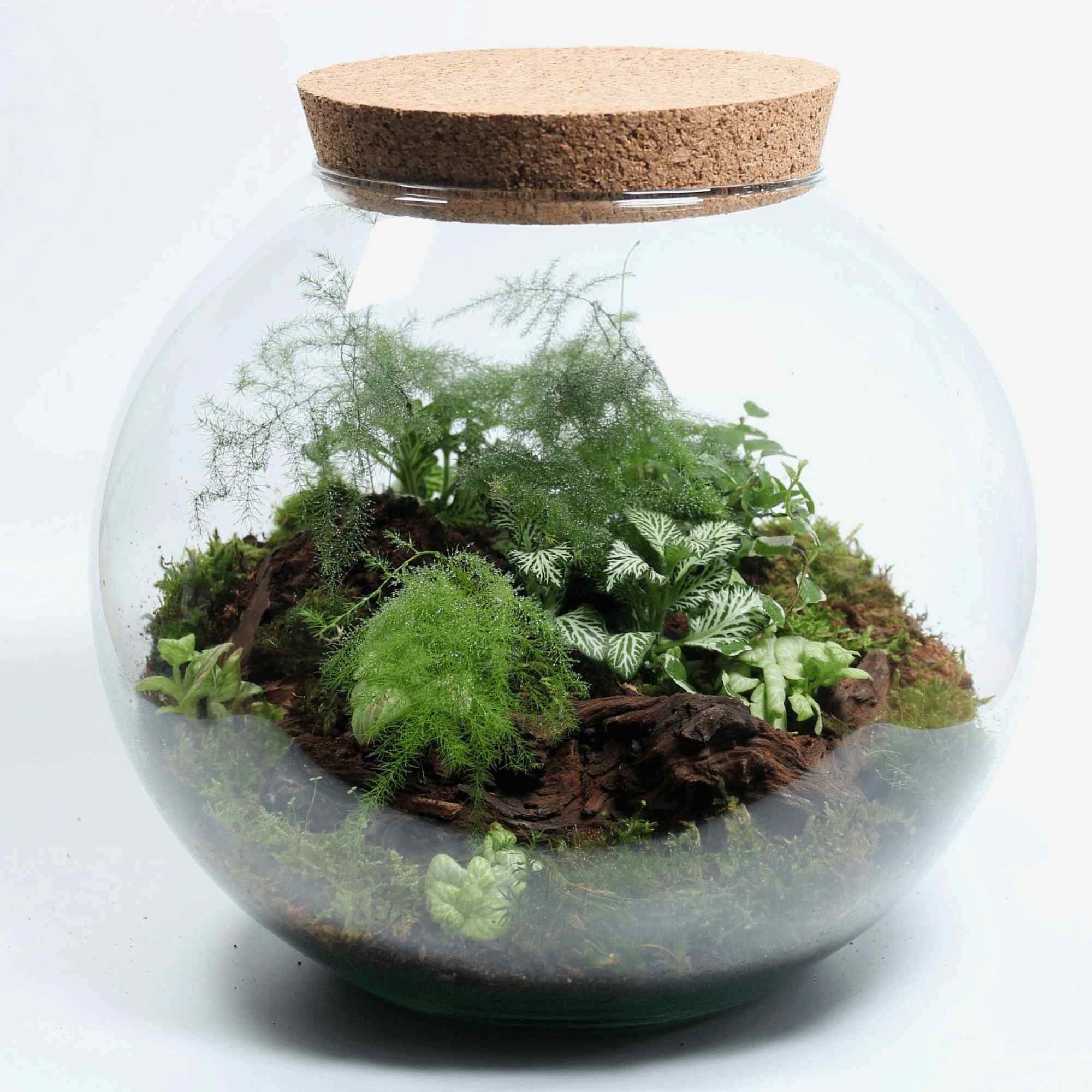 Globe Terrarium Container - Image 2