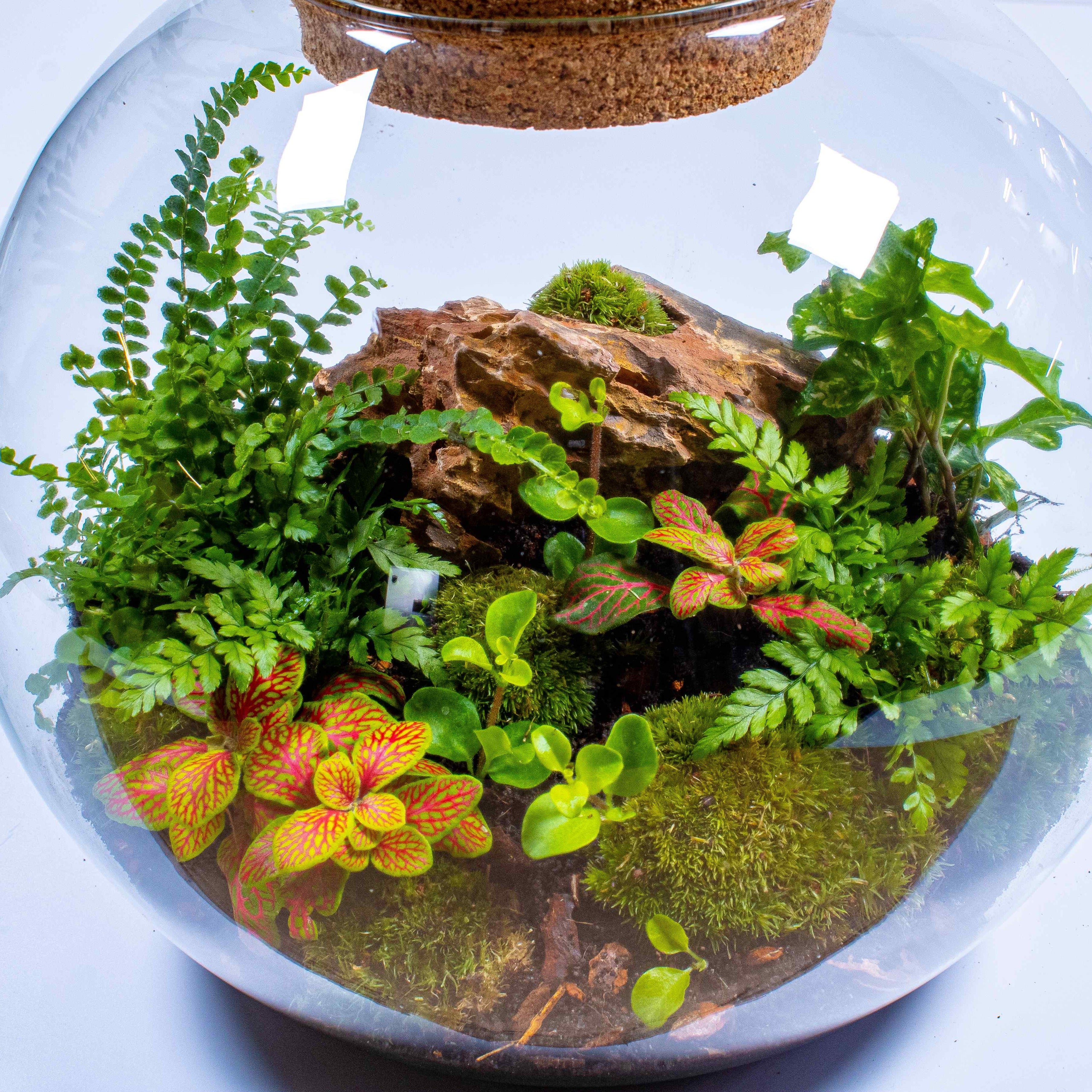 Globe Terrarium Kit - Image 4
