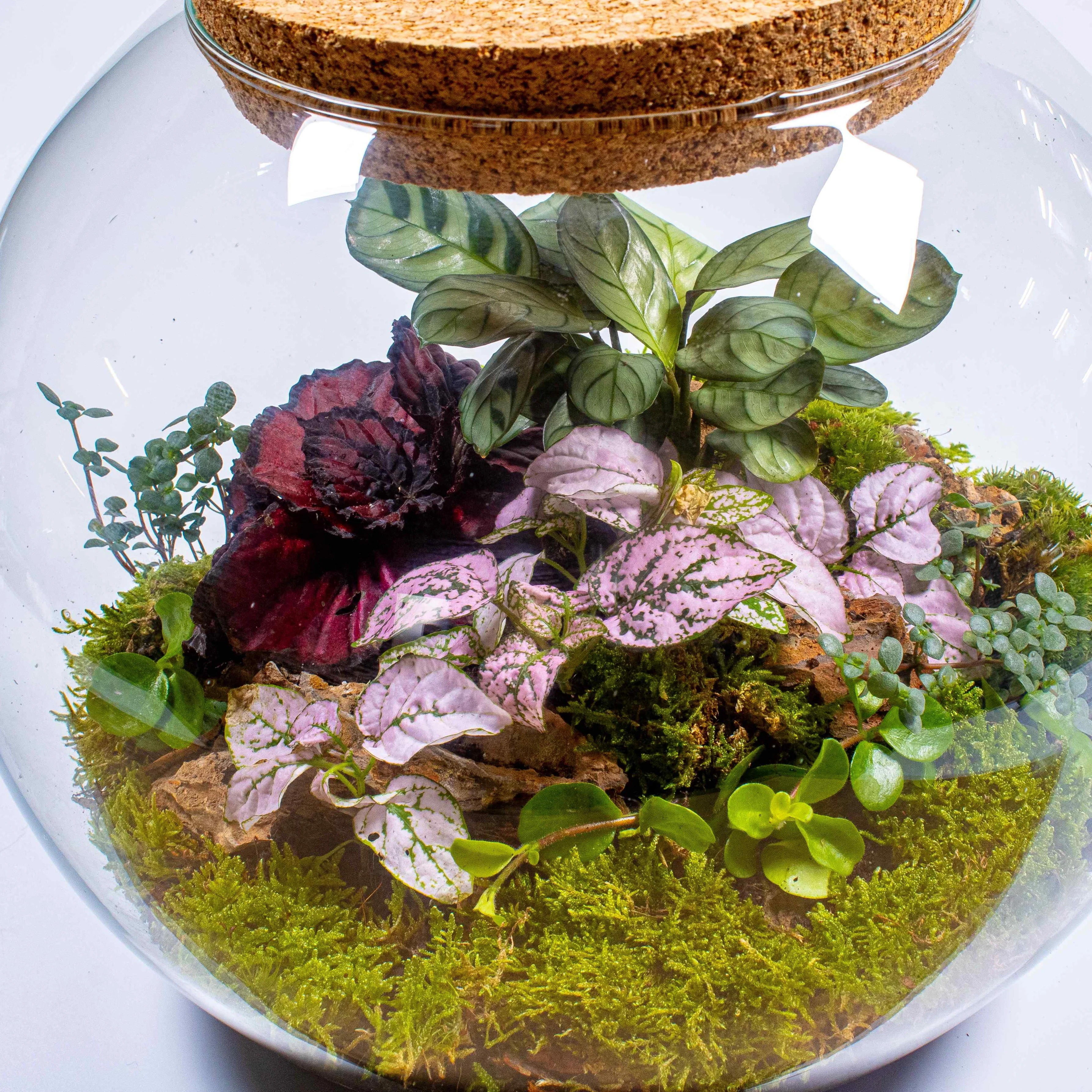 Globe Terrarium Kit - Image 5