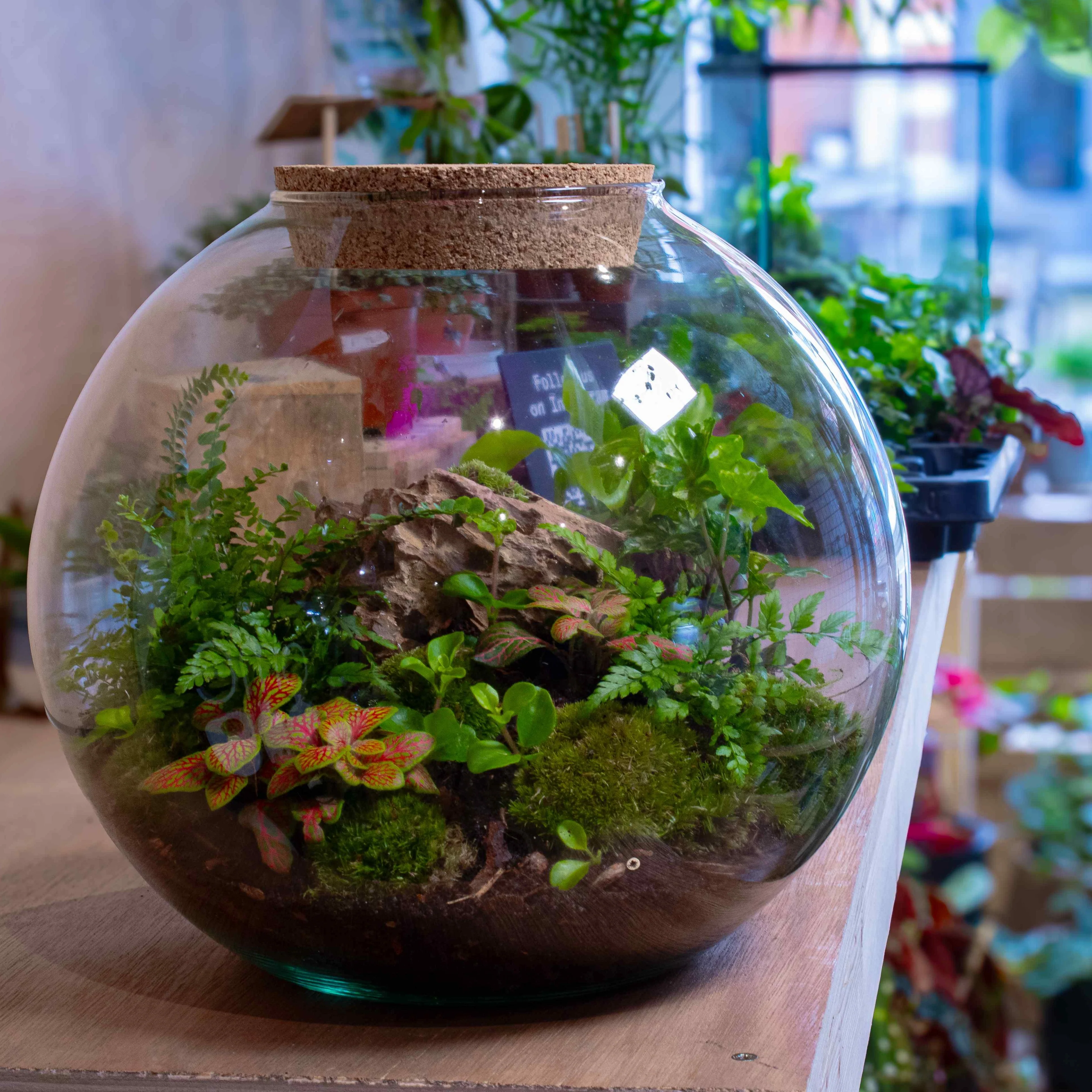 Globe Terrarium Kit - Image 6