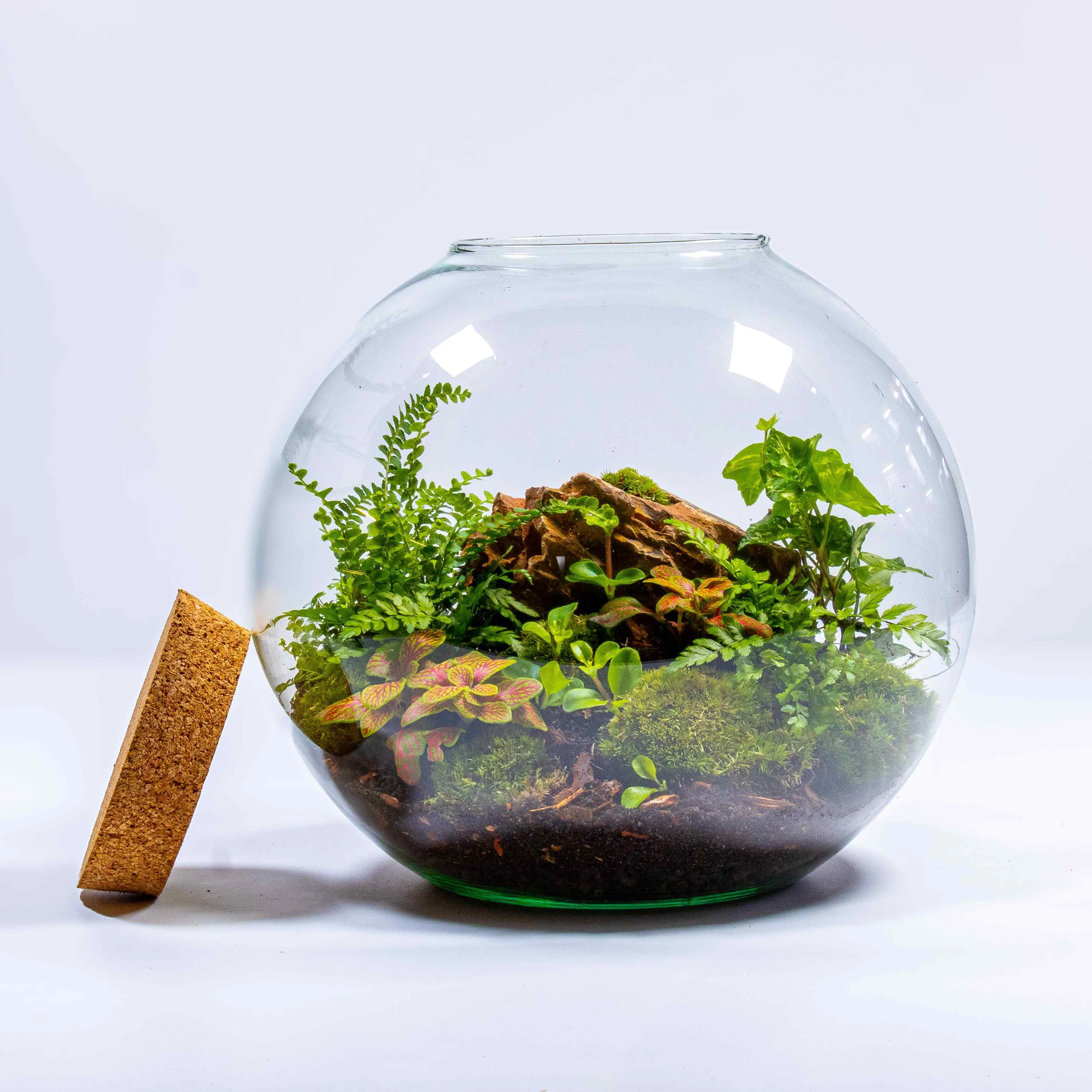 Globe Terrarium Kit - Image 8