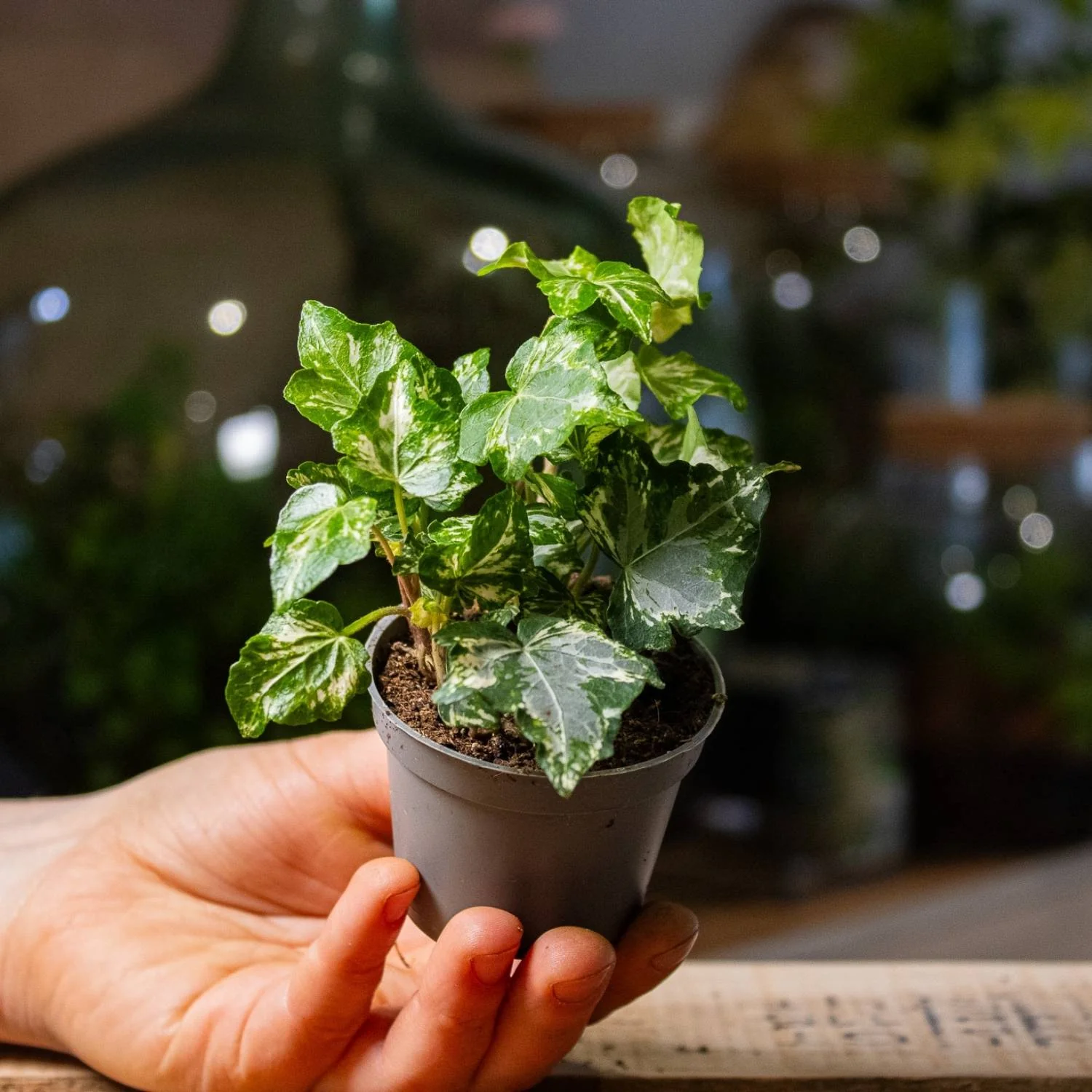 Hedera helix variegated (common ivy) 6cm - Image 2