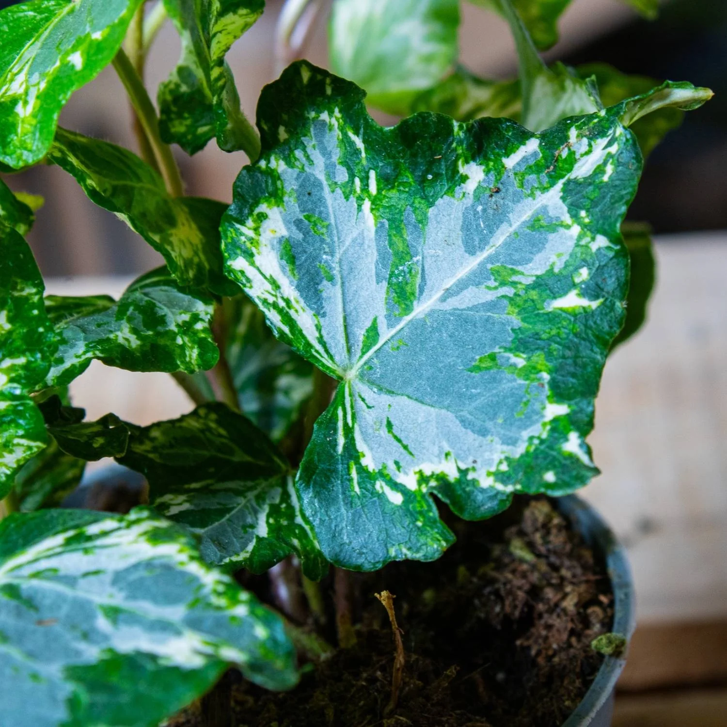 Hedera helix variegated (common ivy) 6cm - Image 3