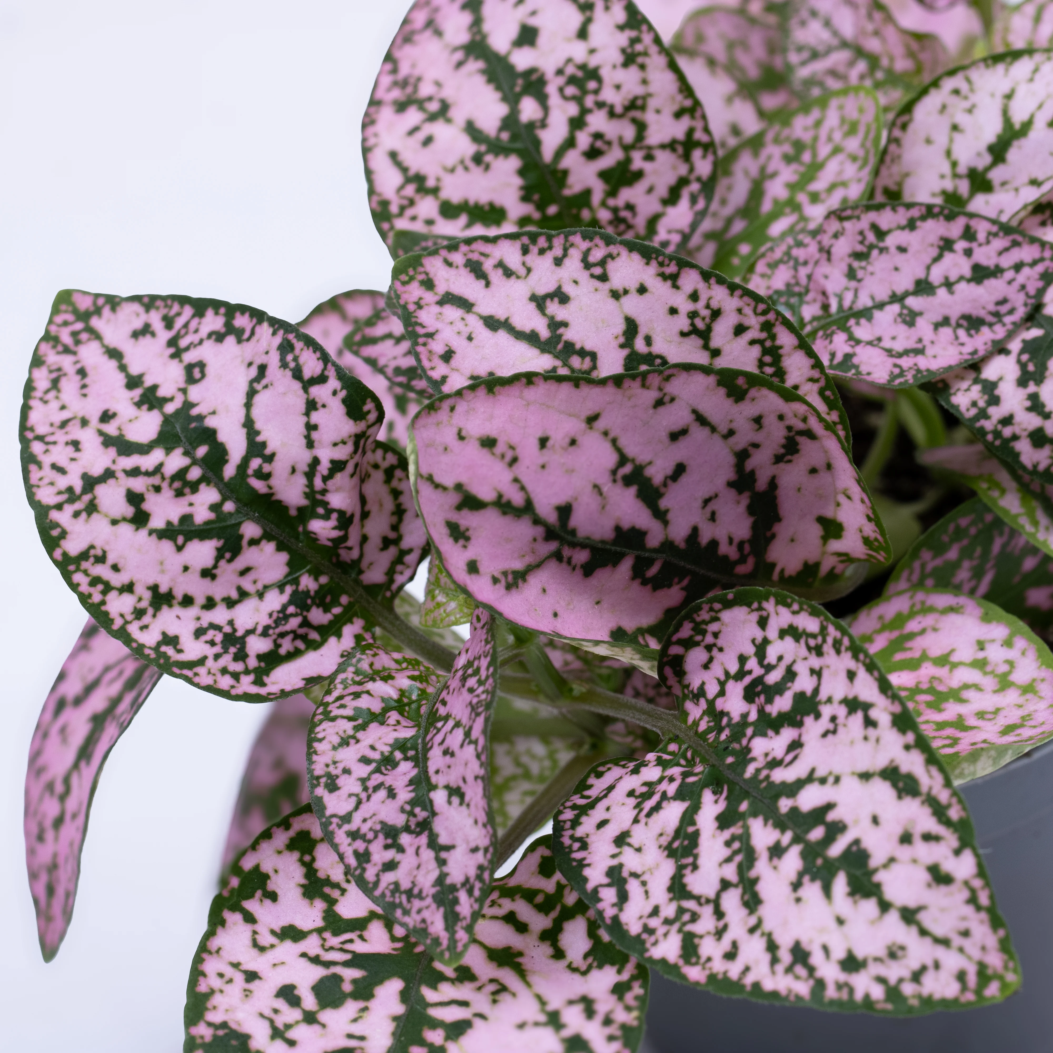 Hypoestes phyllostachya 'Pink' 6cm - Image 2