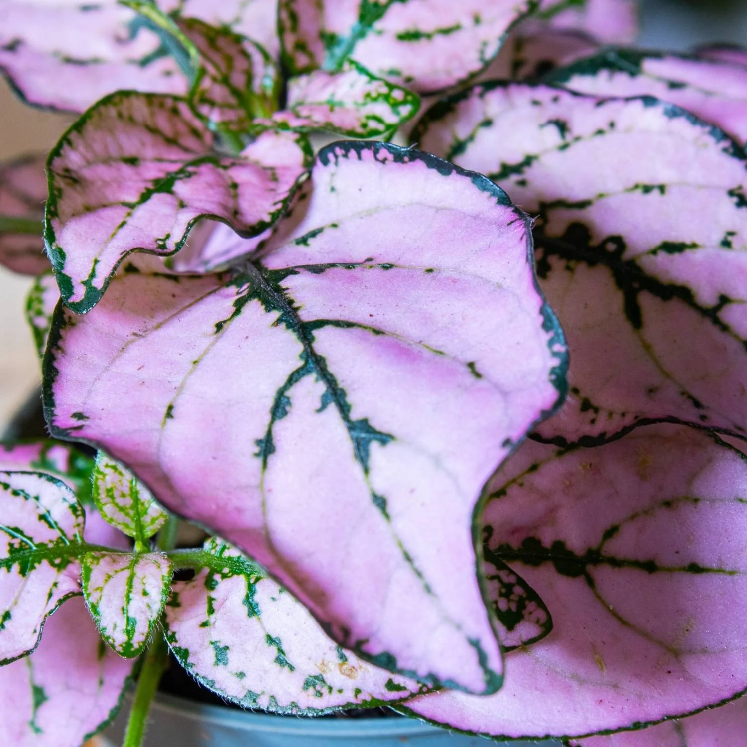 Hypoestes phyllostachya 'Pink' 6cm - Image 3