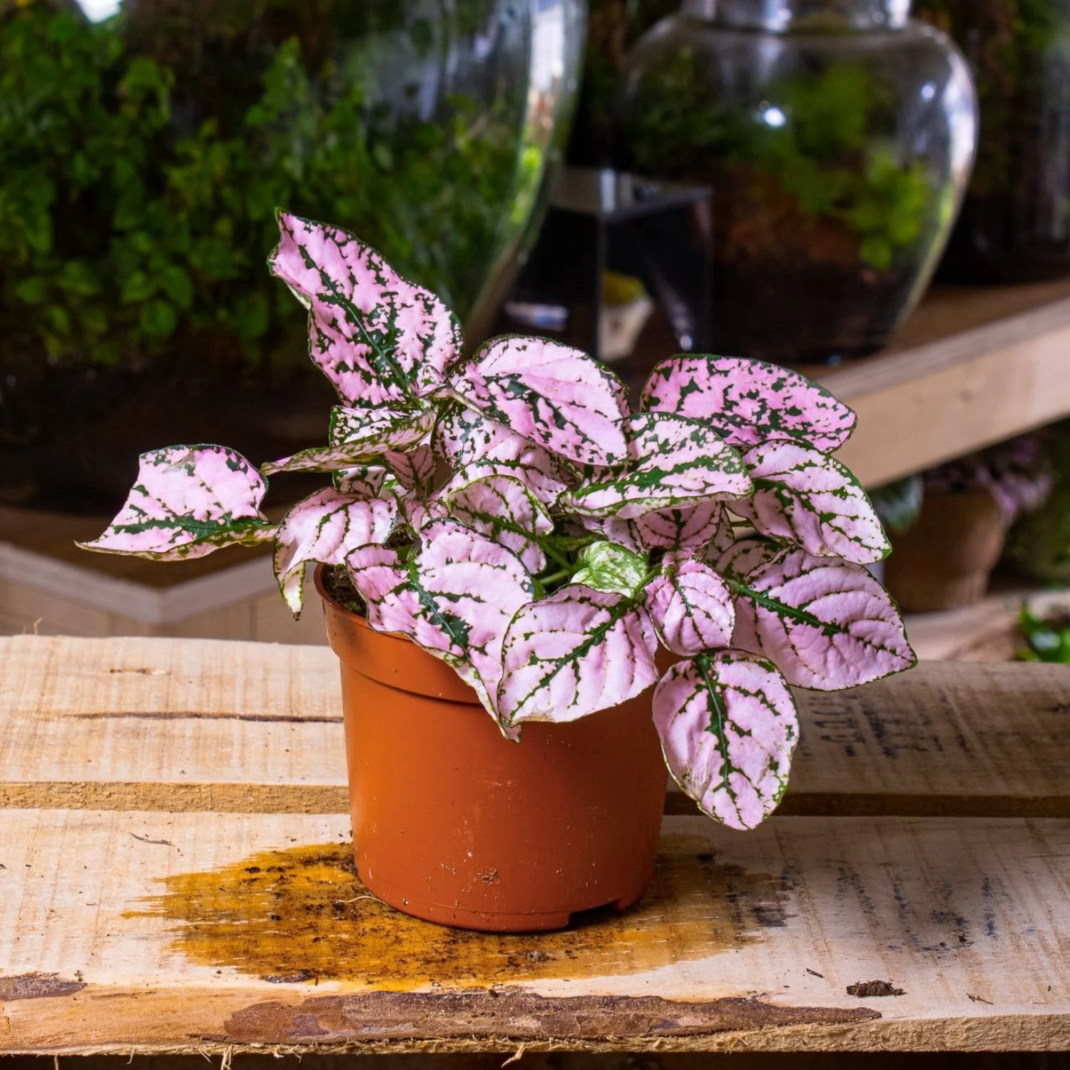 Hypoestes phyllostachya 'Pink' 6cm - Image 4