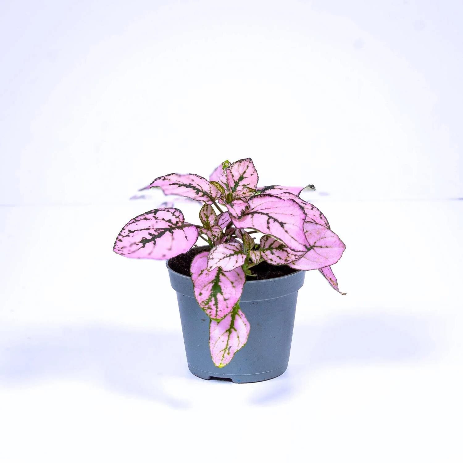 Hypoestes phyllostachya 'Pink' 6cm - Image 5
