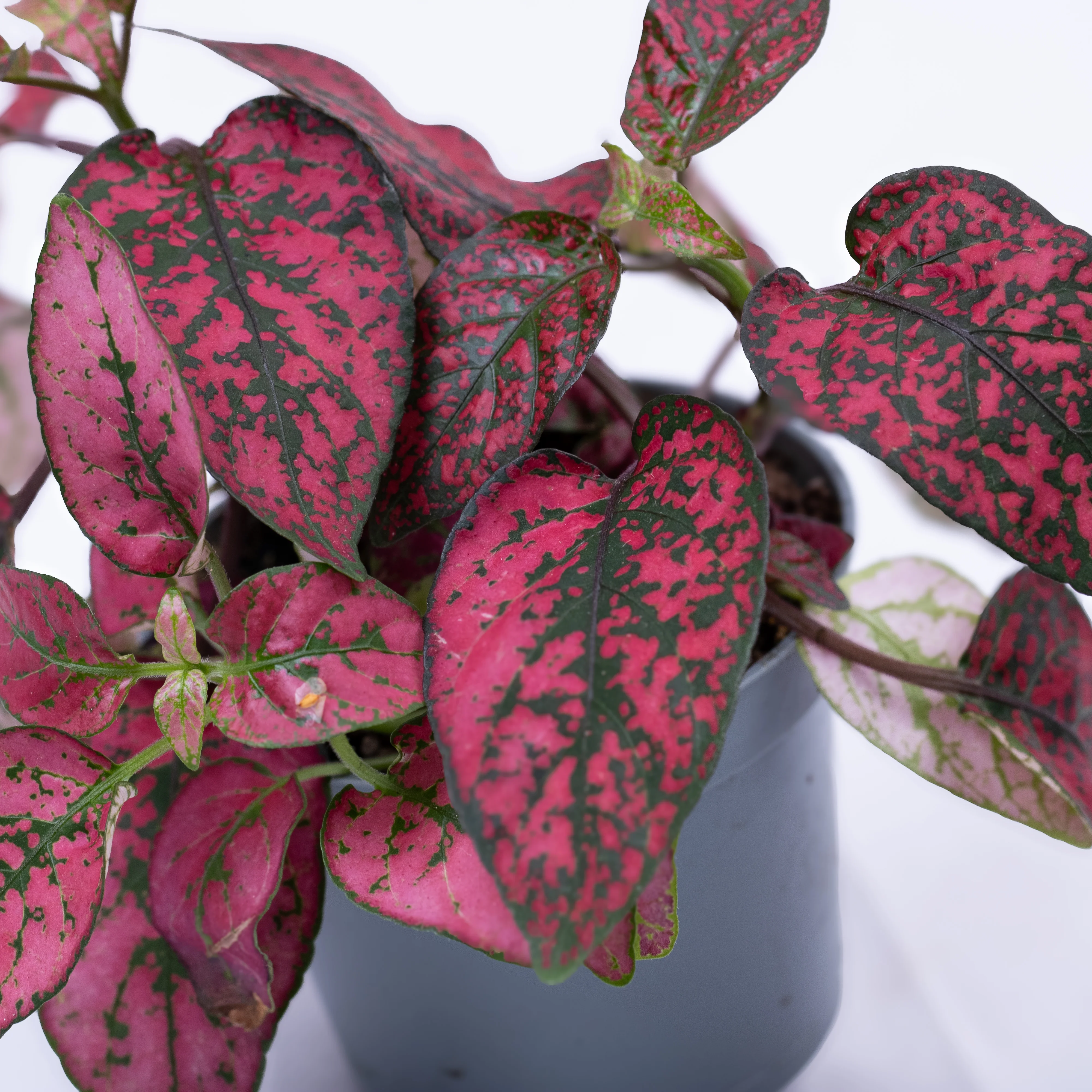 Hypoestes phyllostachya 'Red' 6cm - Image 2