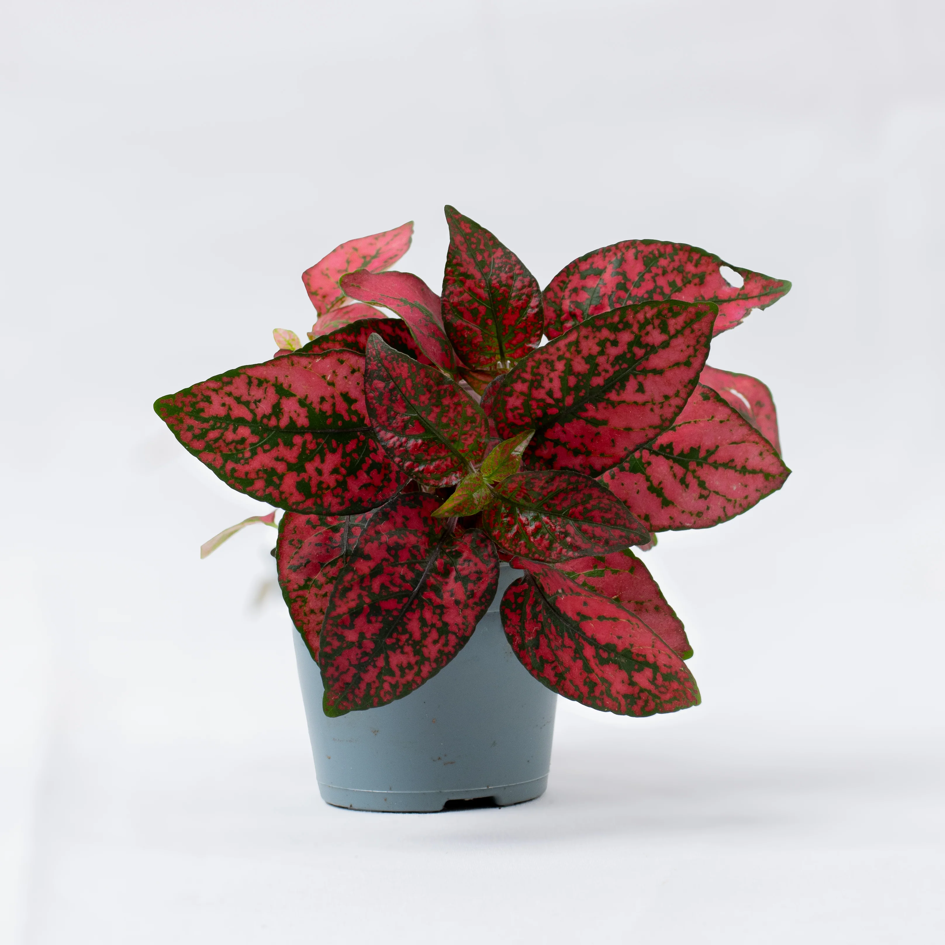 Hypoestes phyllostachya 'Red' 6cm - Image 3