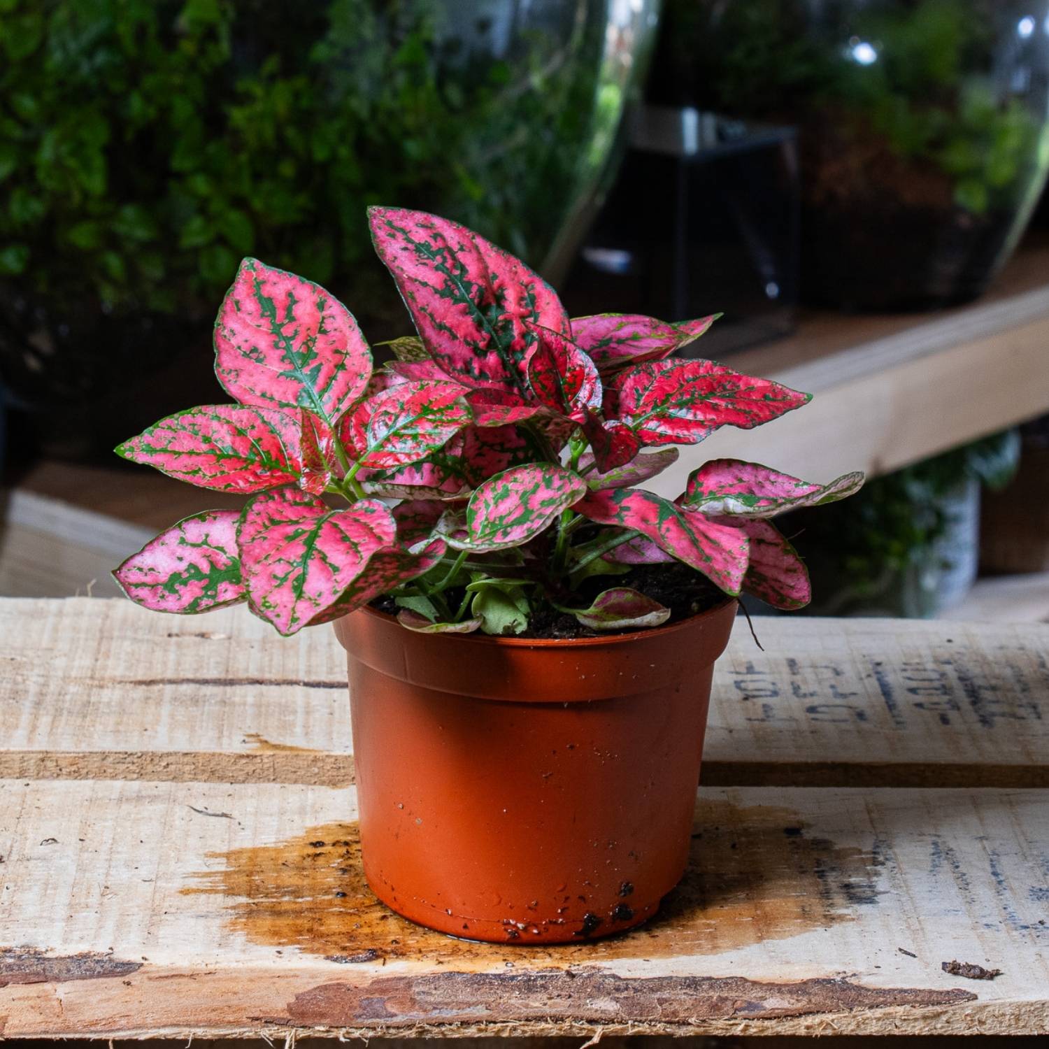 Hypoestes phyllostachya 'Red' 6cm - Image 4