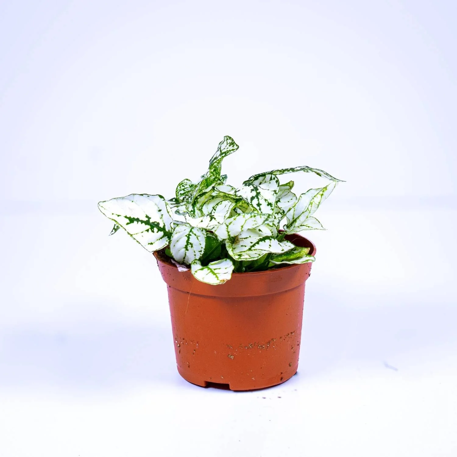 Hypoestes phyllostachya 'White' 6cm - Image 2