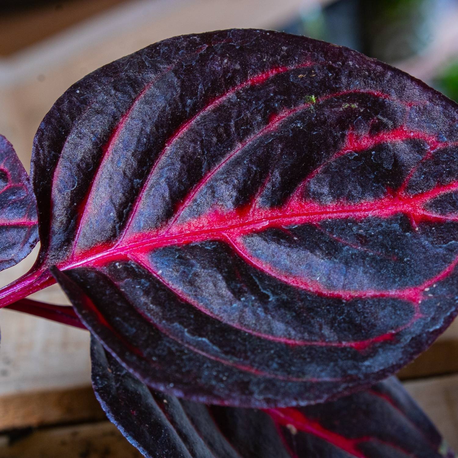 Iresine herbstii (bloodleaf) 6cm - Image 3