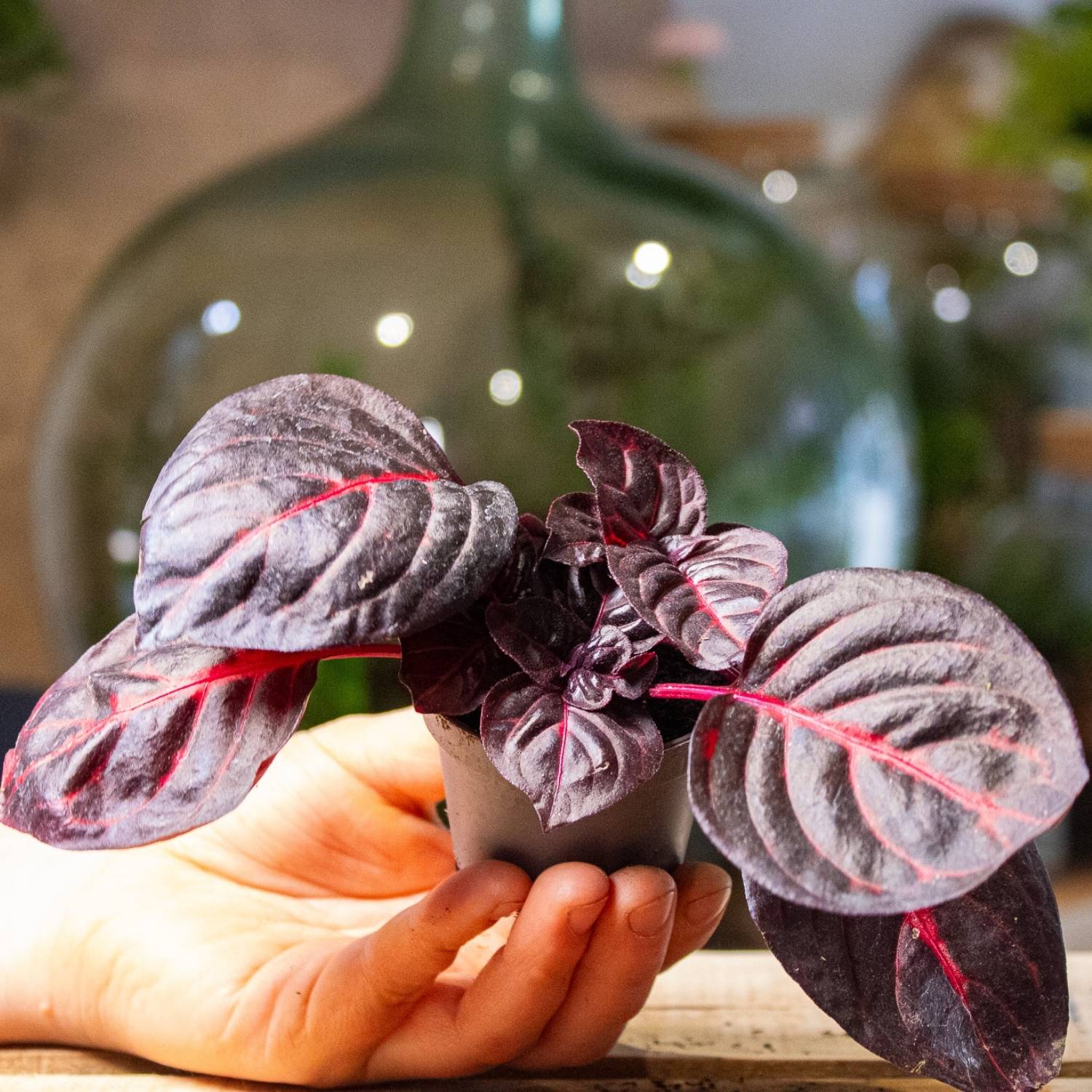 Iresine herbstii (bloodleaf) 6cm - Image 4