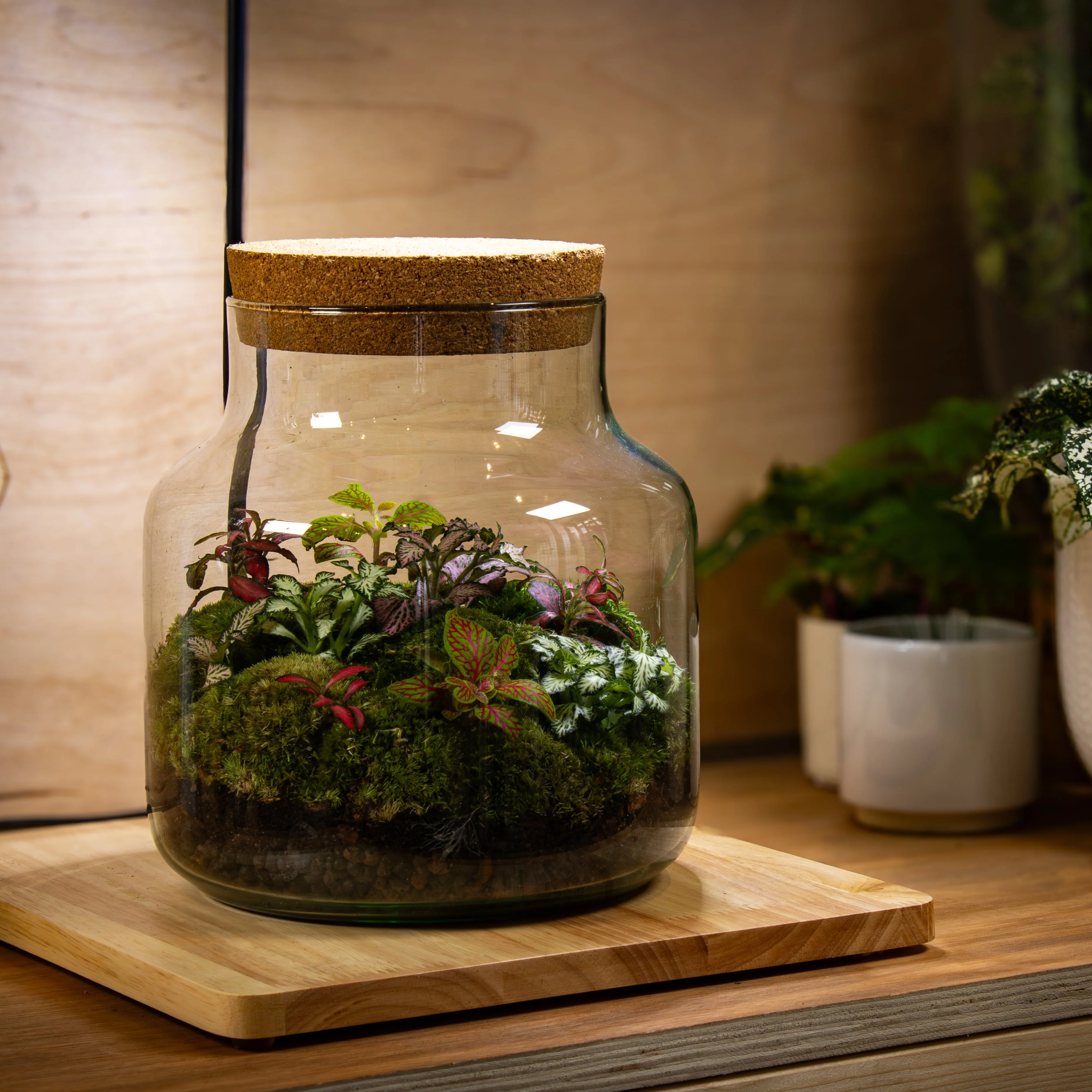 Large Fittonia Terrarium - Image 2
