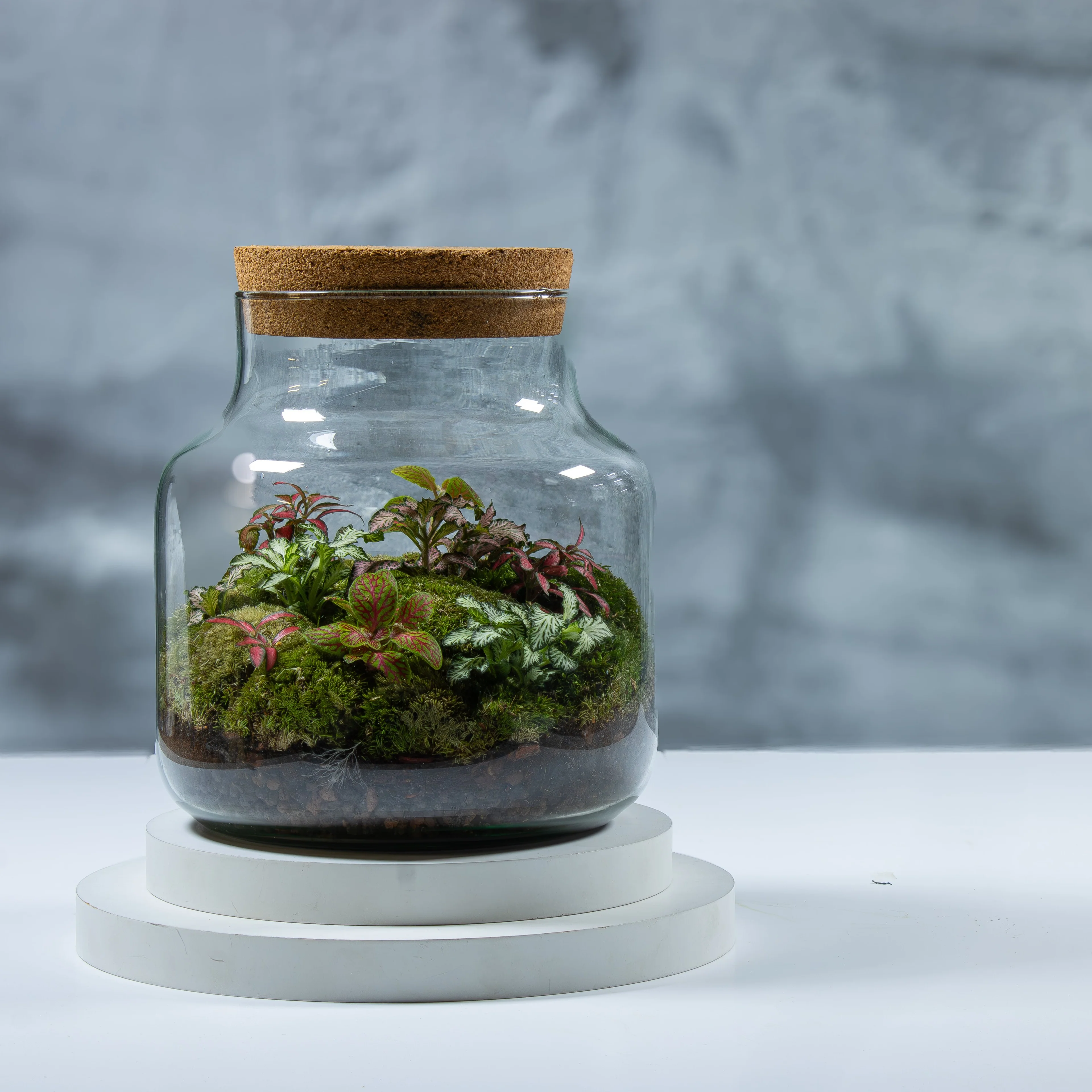Large Fittonia Terrarium - Image 3