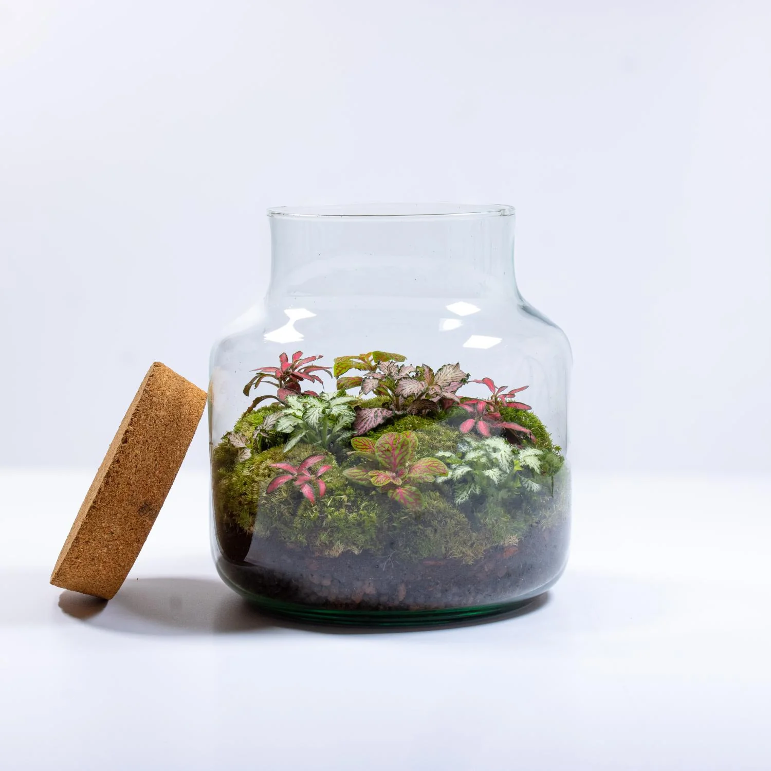 Large Fittonia Terrarium - Image 4