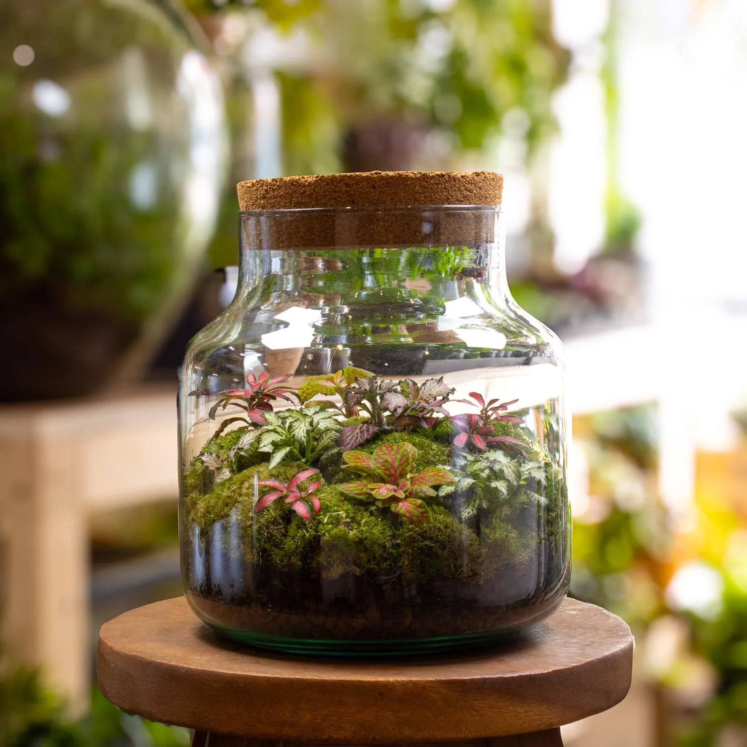 Large Fittonia Terrarium - Image 5