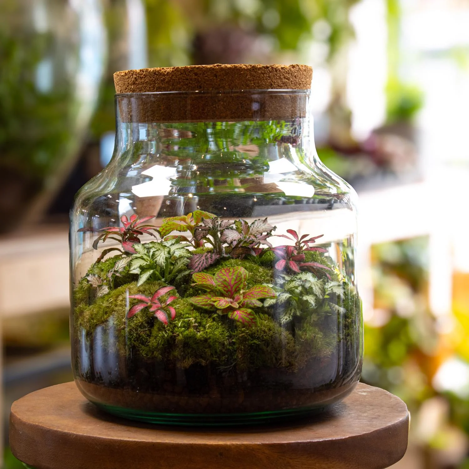 Large Fittonia Terrarium - Image 6