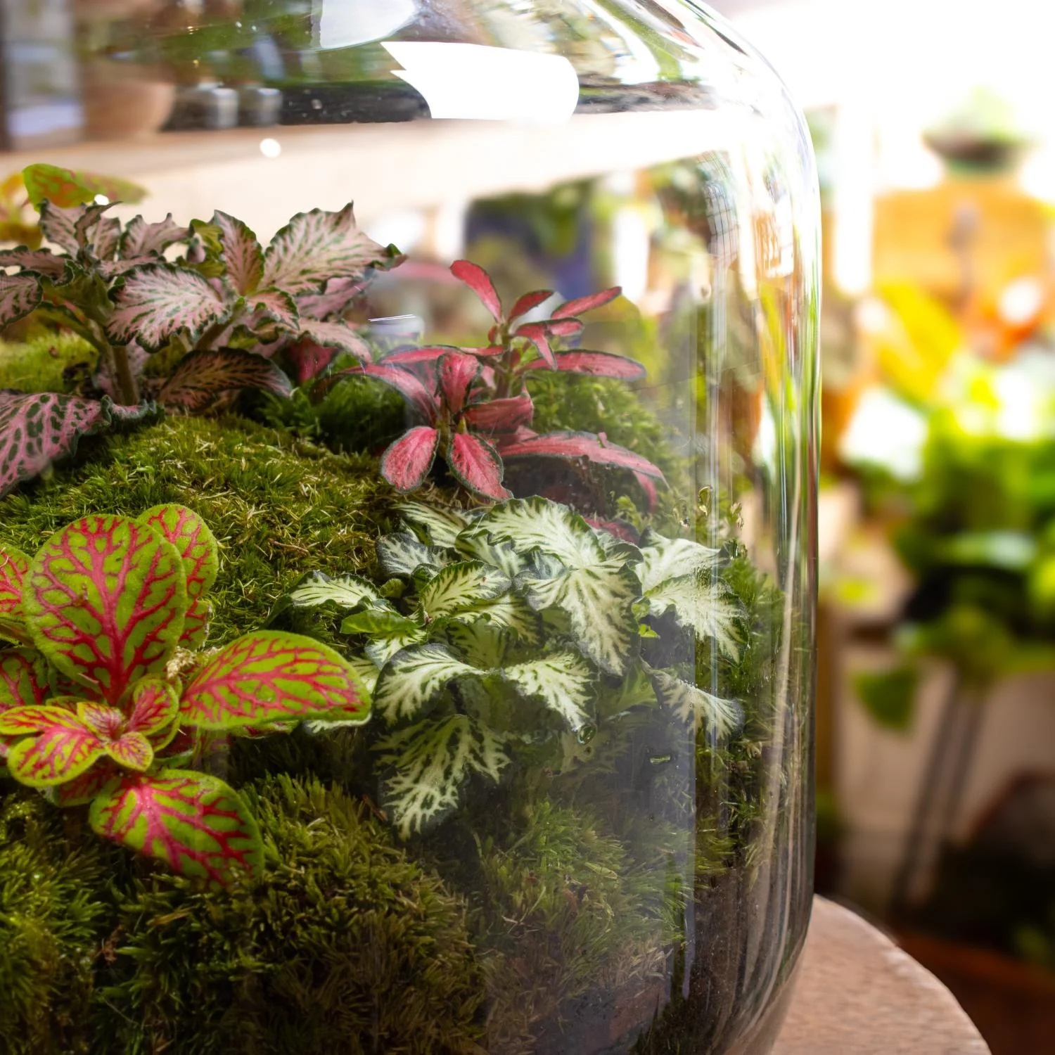 Large Fittonia Terrarium - Image 7