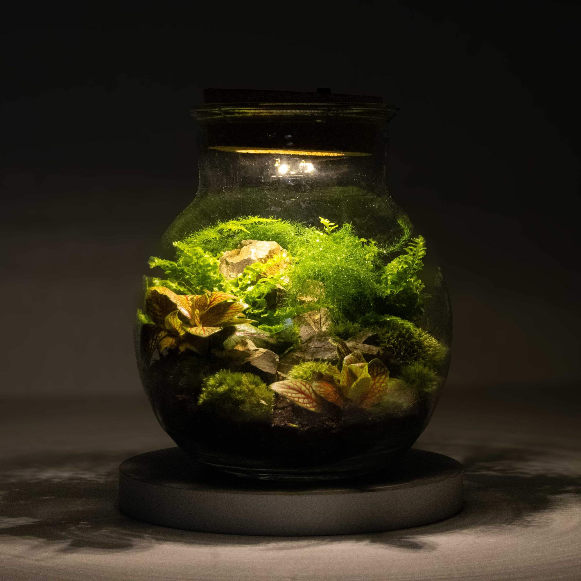 Light-up Terrarium Kit - Image 10