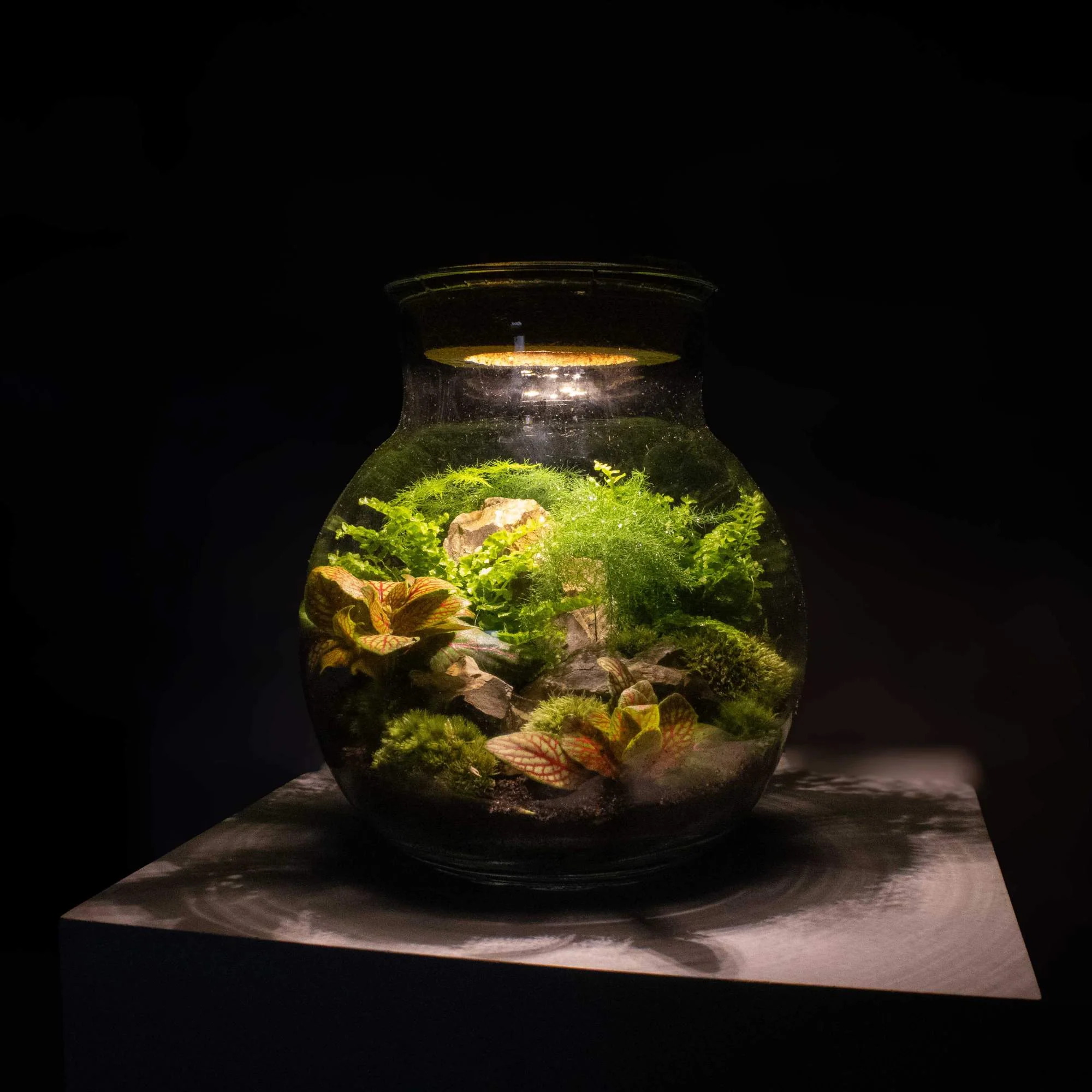 Light-up Terrarium Kit - Image 4