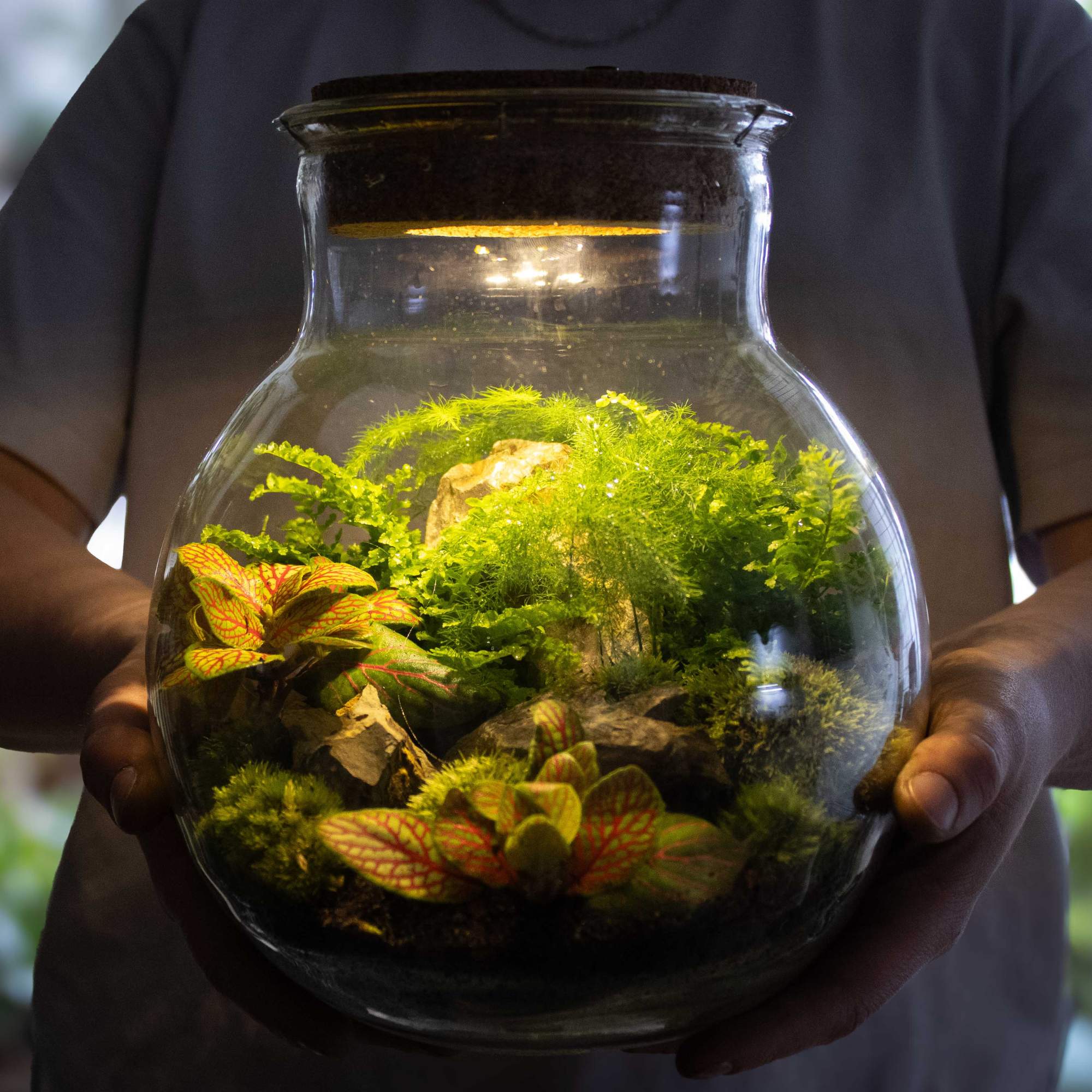 Light-up Terrarium Kit - Image 5