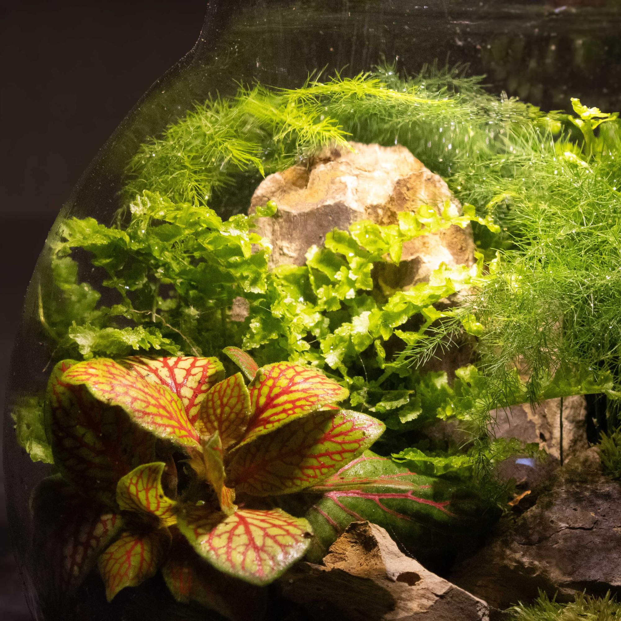 Light-up Terrarium Kit - Image 6