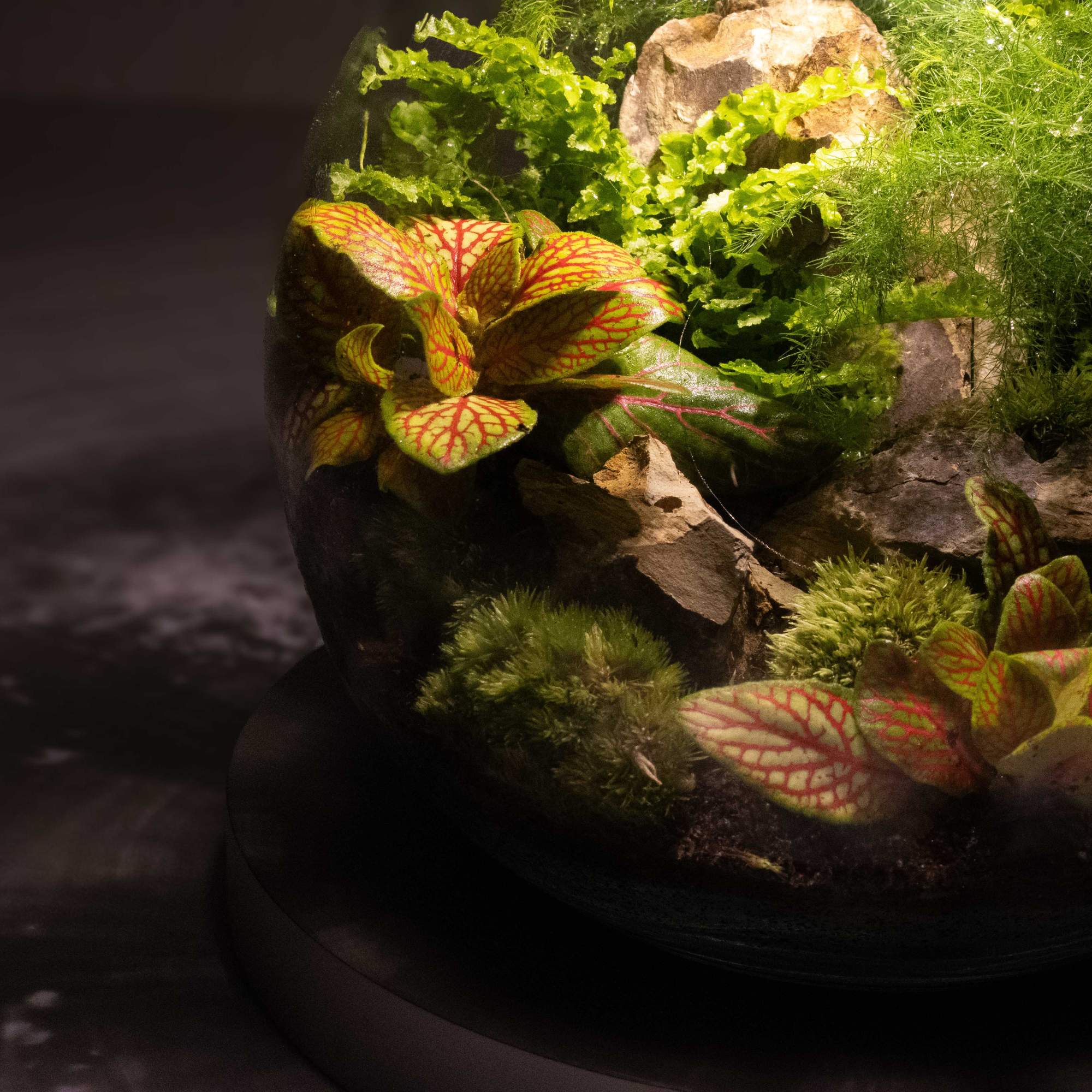 Light-up Terrarium Kit - Image 7