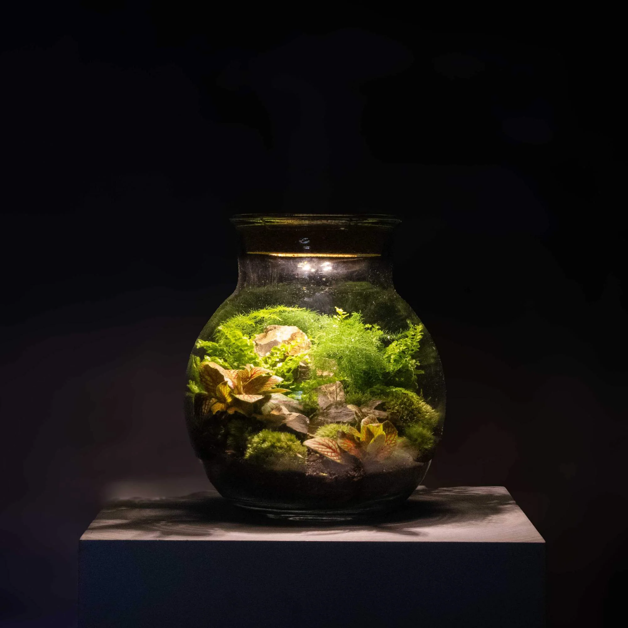 Light-up Terrarium Kit - Image 9