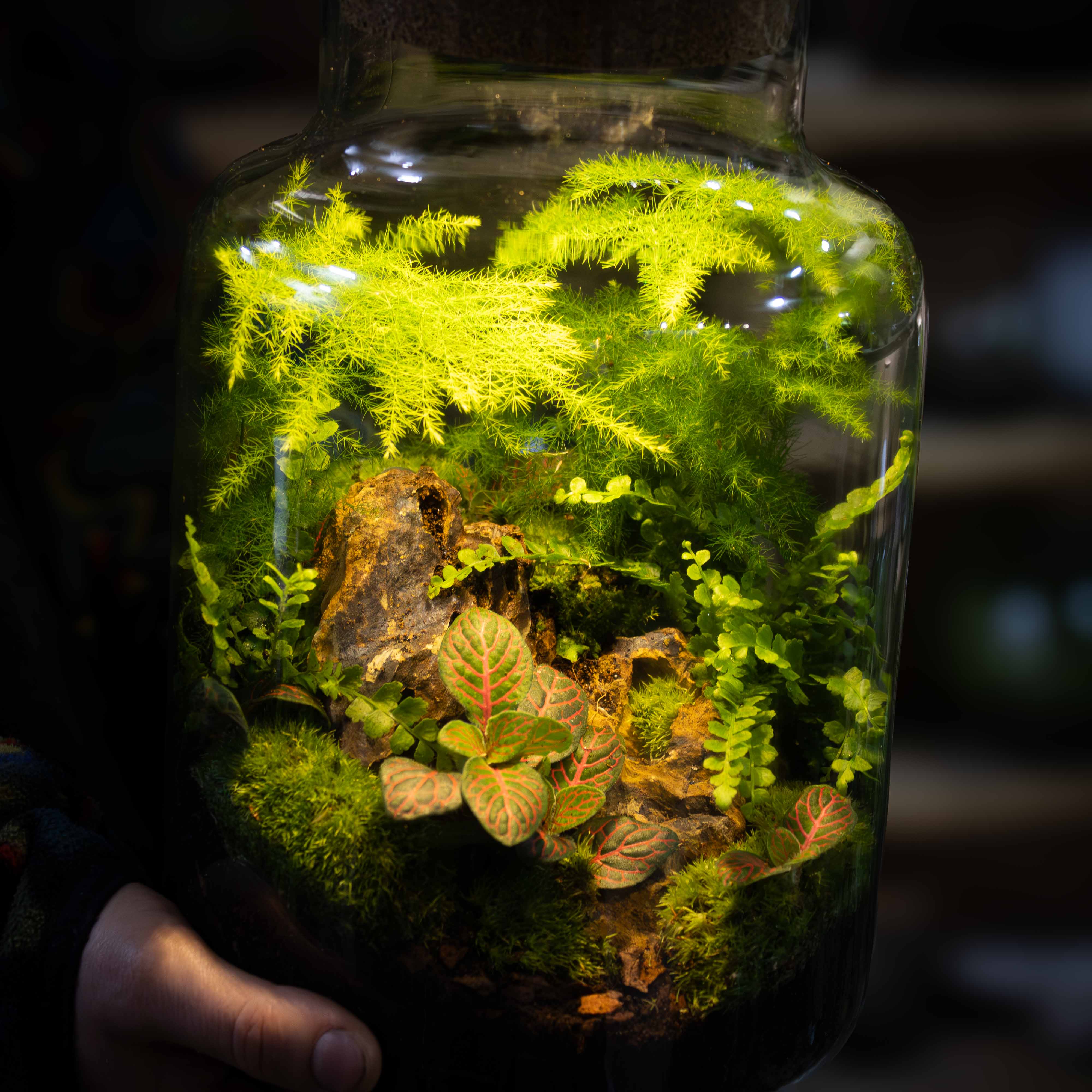 Light-up Terrarium Kit V2 - Image 2