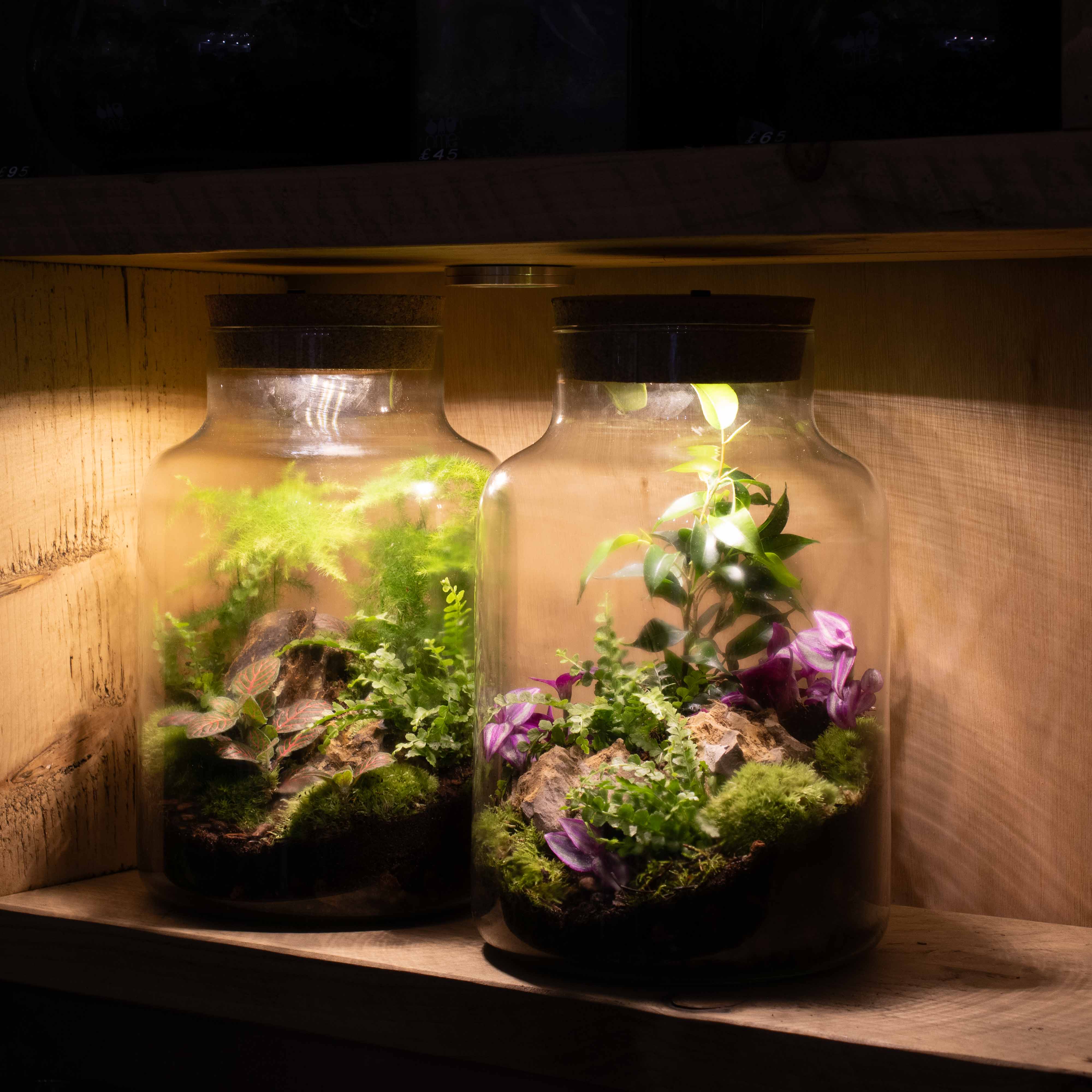 Light-up Terrarium Kit V2 - Image 3