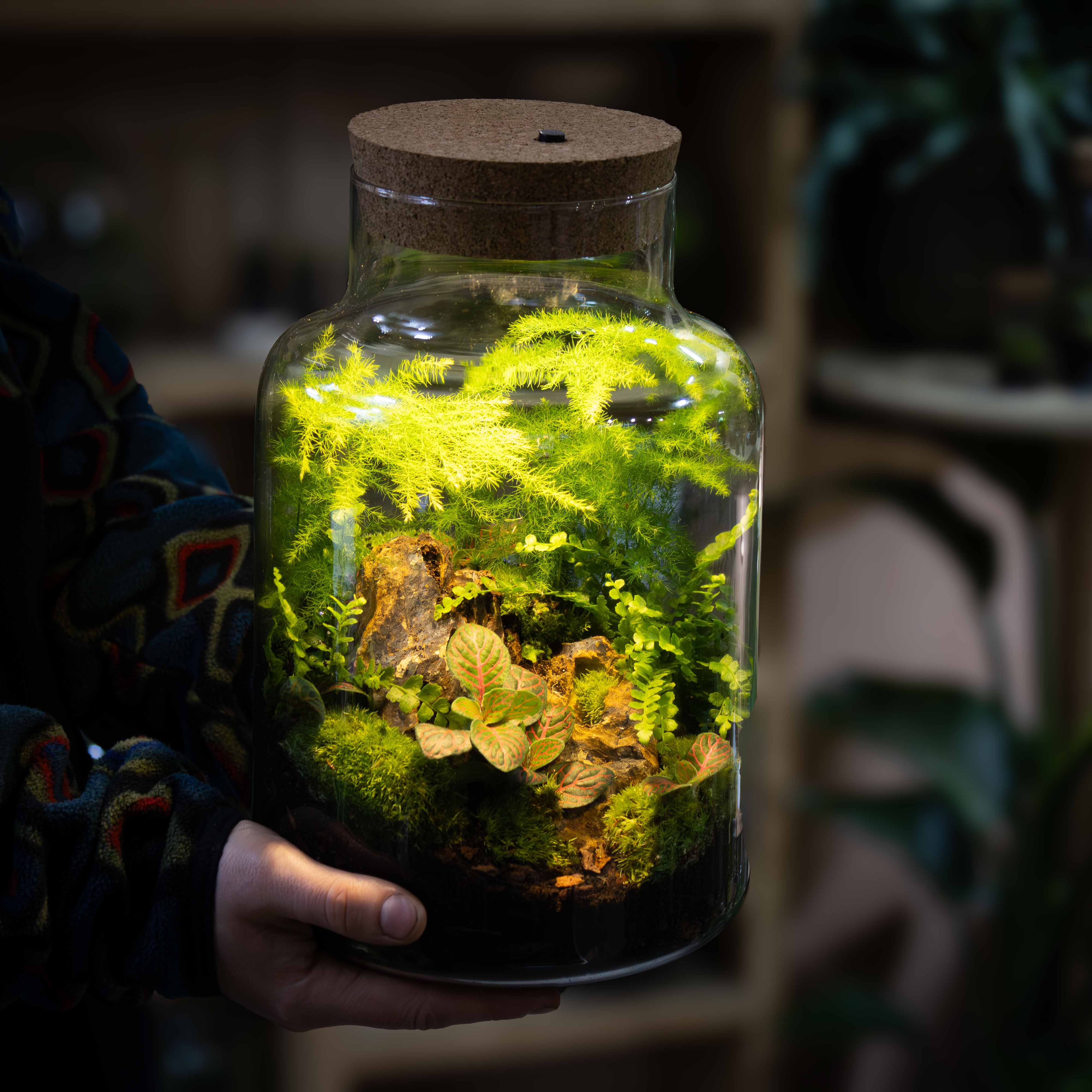 Light-up Terrarium Kit V2 - Image 8