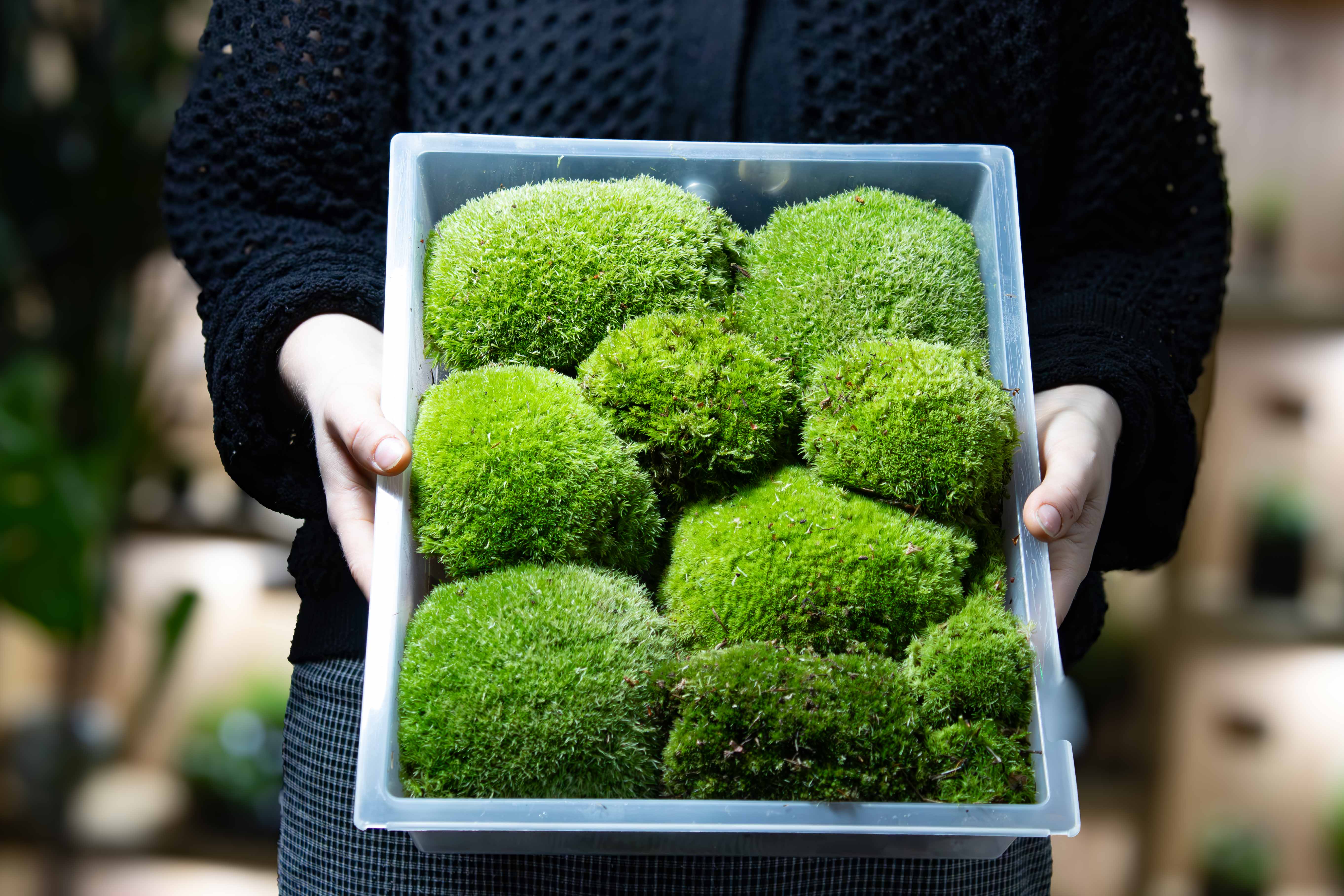 Live Cushion Moss (Leucobryum glaucum) - Image 2