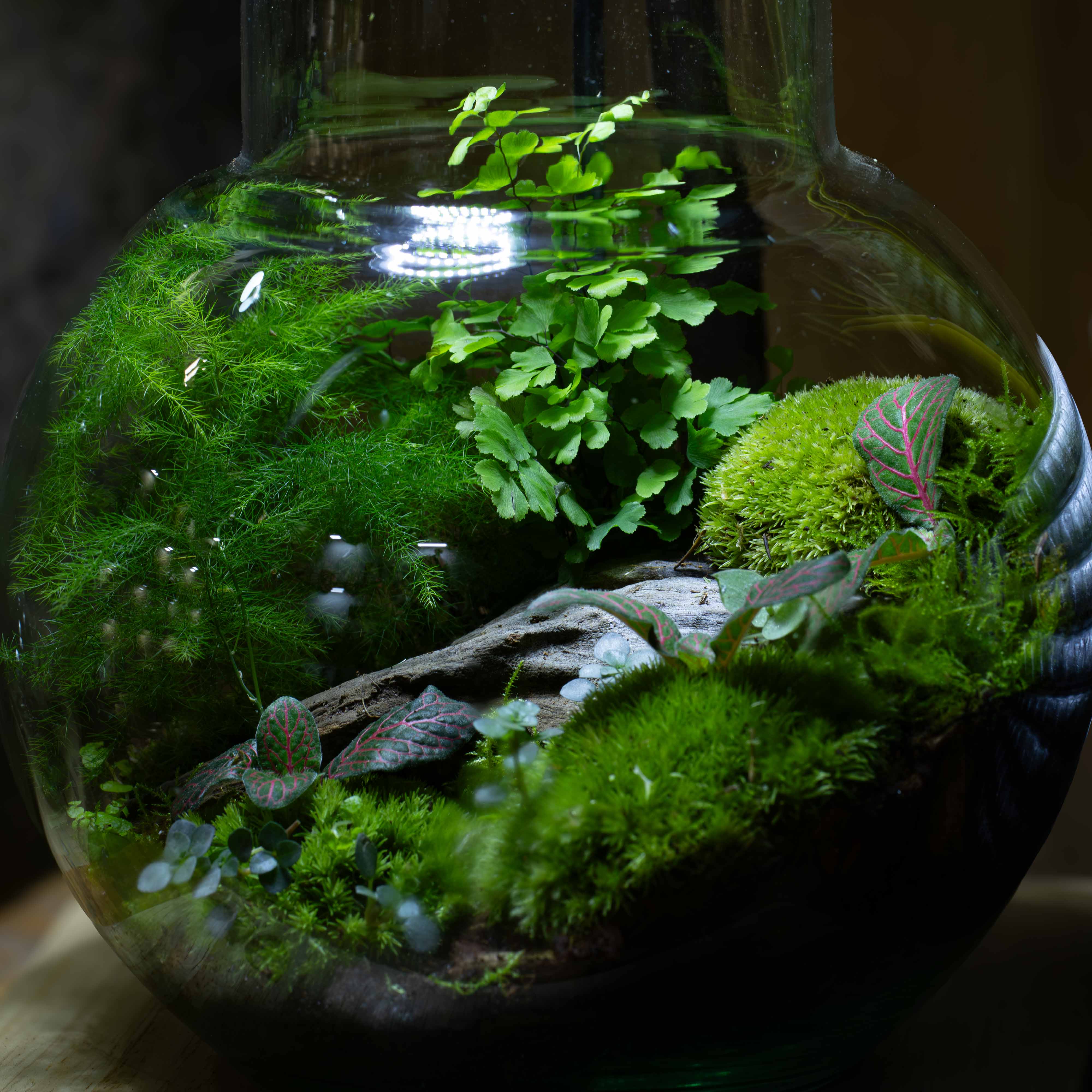 Live Cushion Moss (Leucobryum glaucum) - Image 3