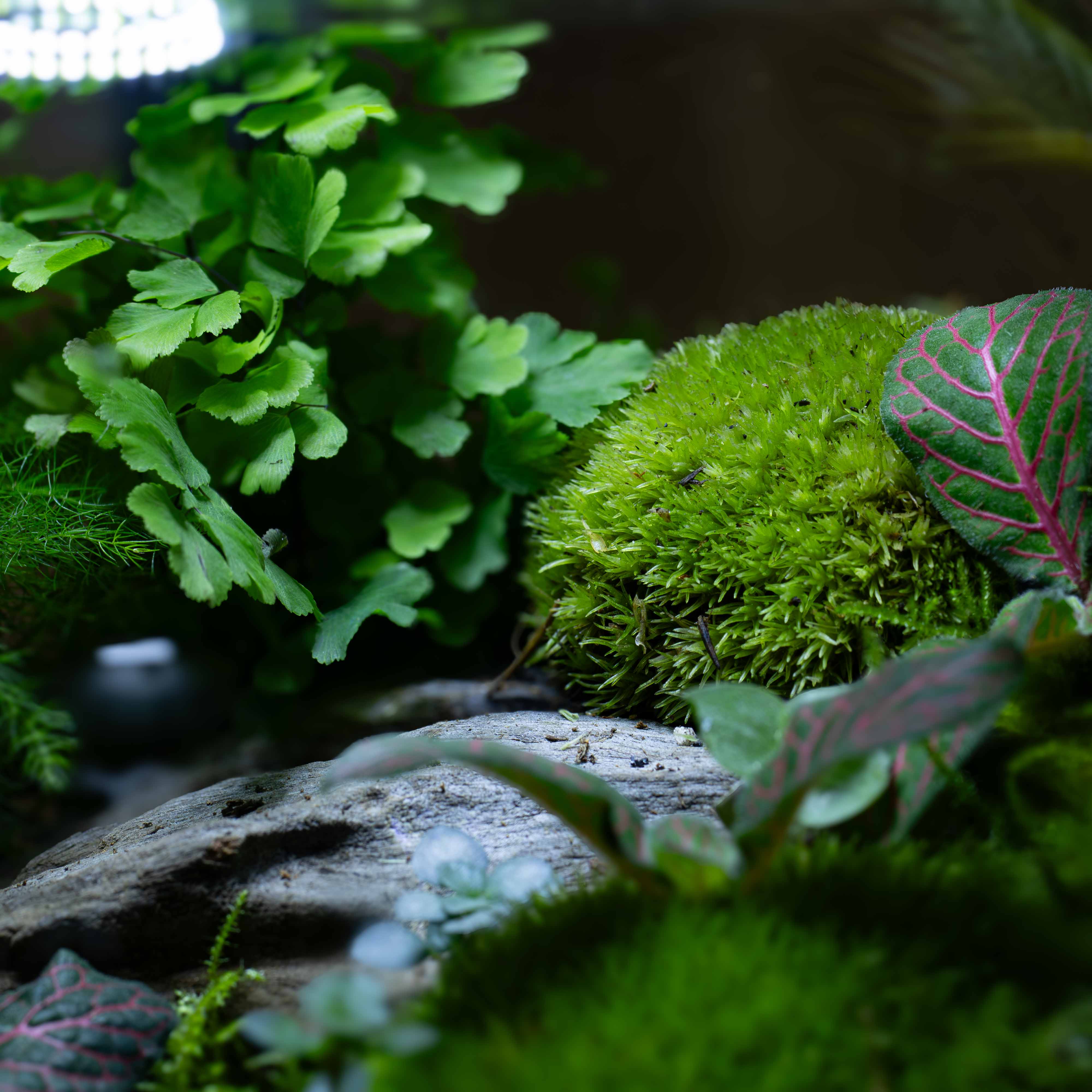 Live Cushion Moss (Leucobryum glaucum) - Image 4