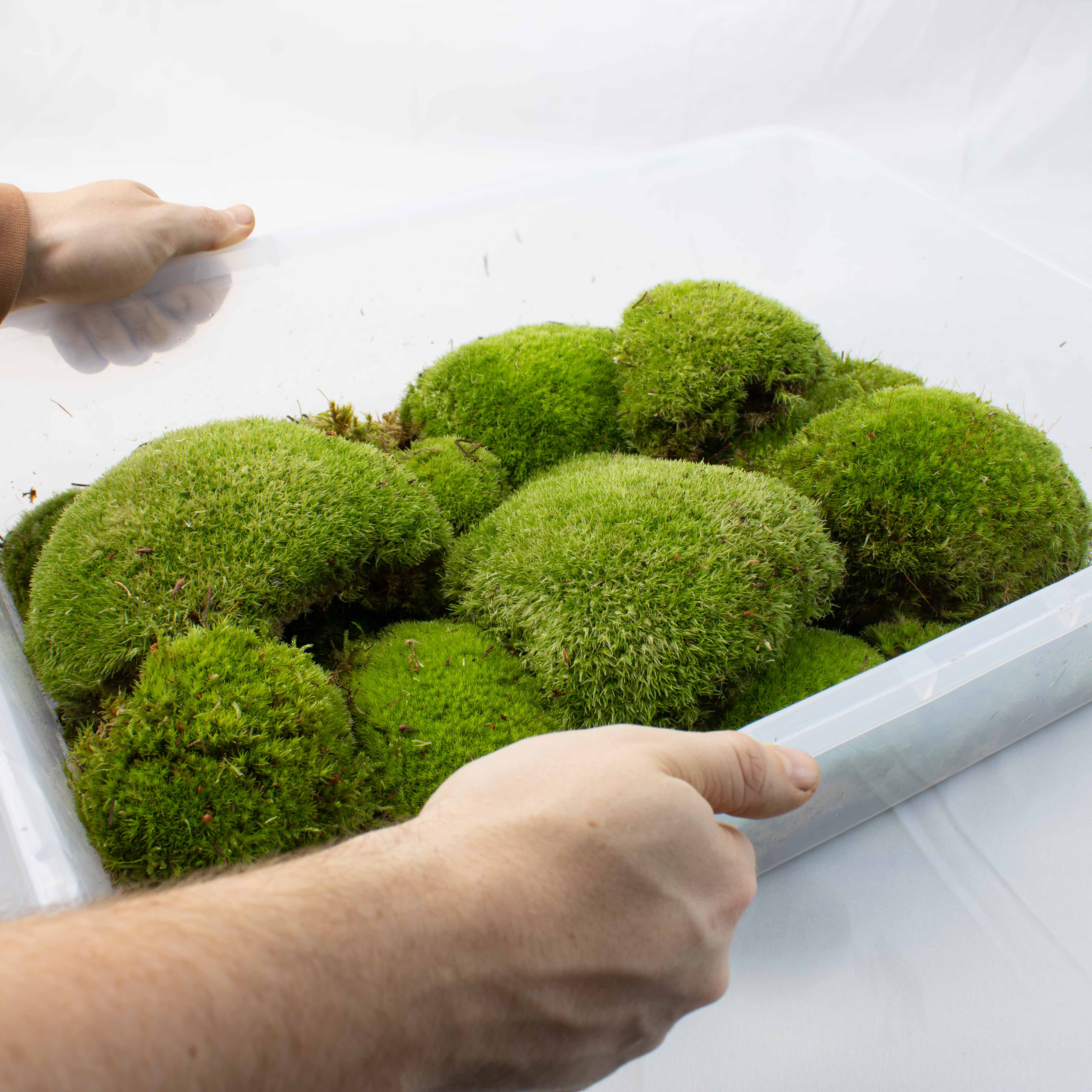 Live Cushion Moss (Leucobryum glaucum) - Image 5