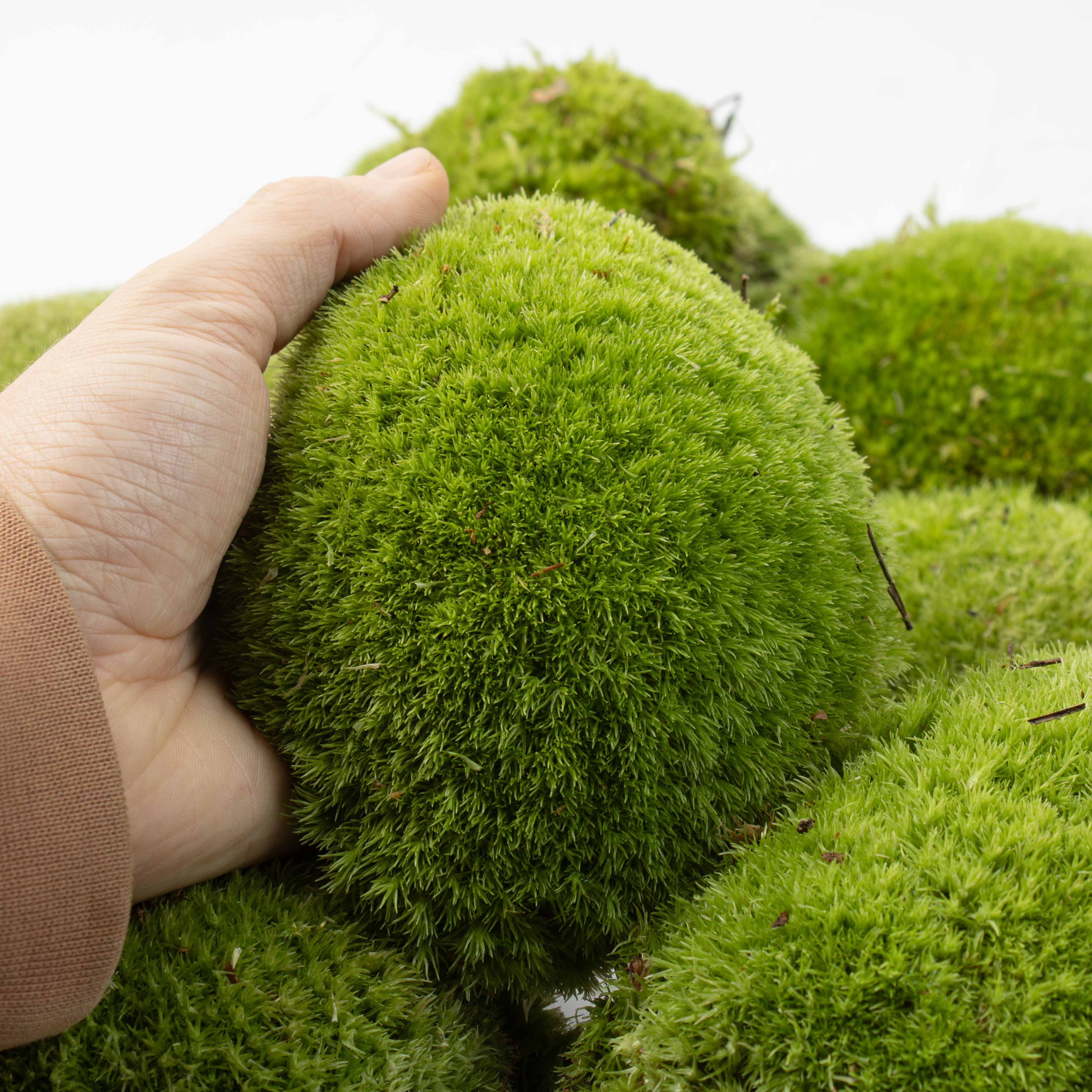 Live Cushion Moss (Leucobryum glaucum) - Image 6