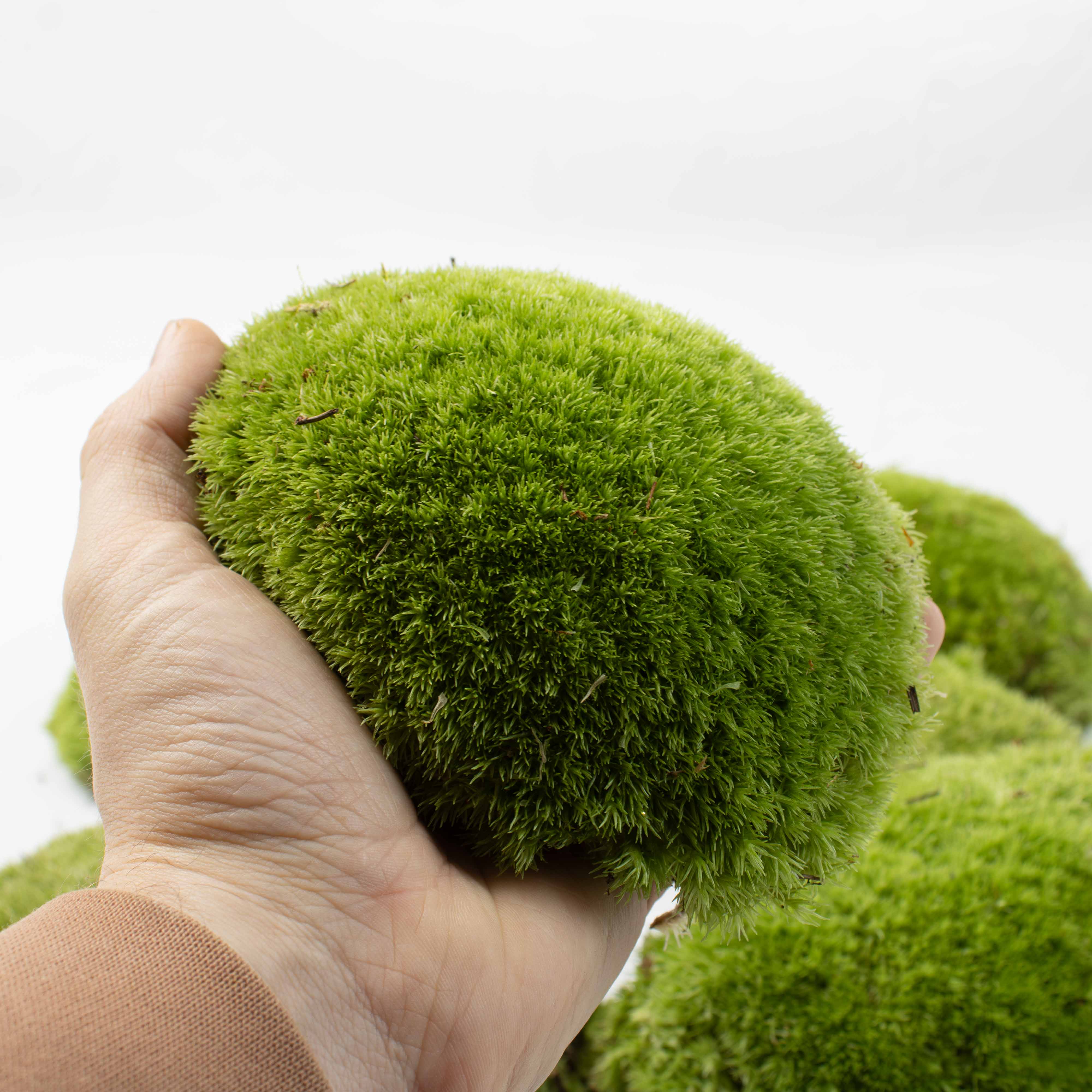 Live Cushion Moss (Leucobryum glaucum) - Image 7