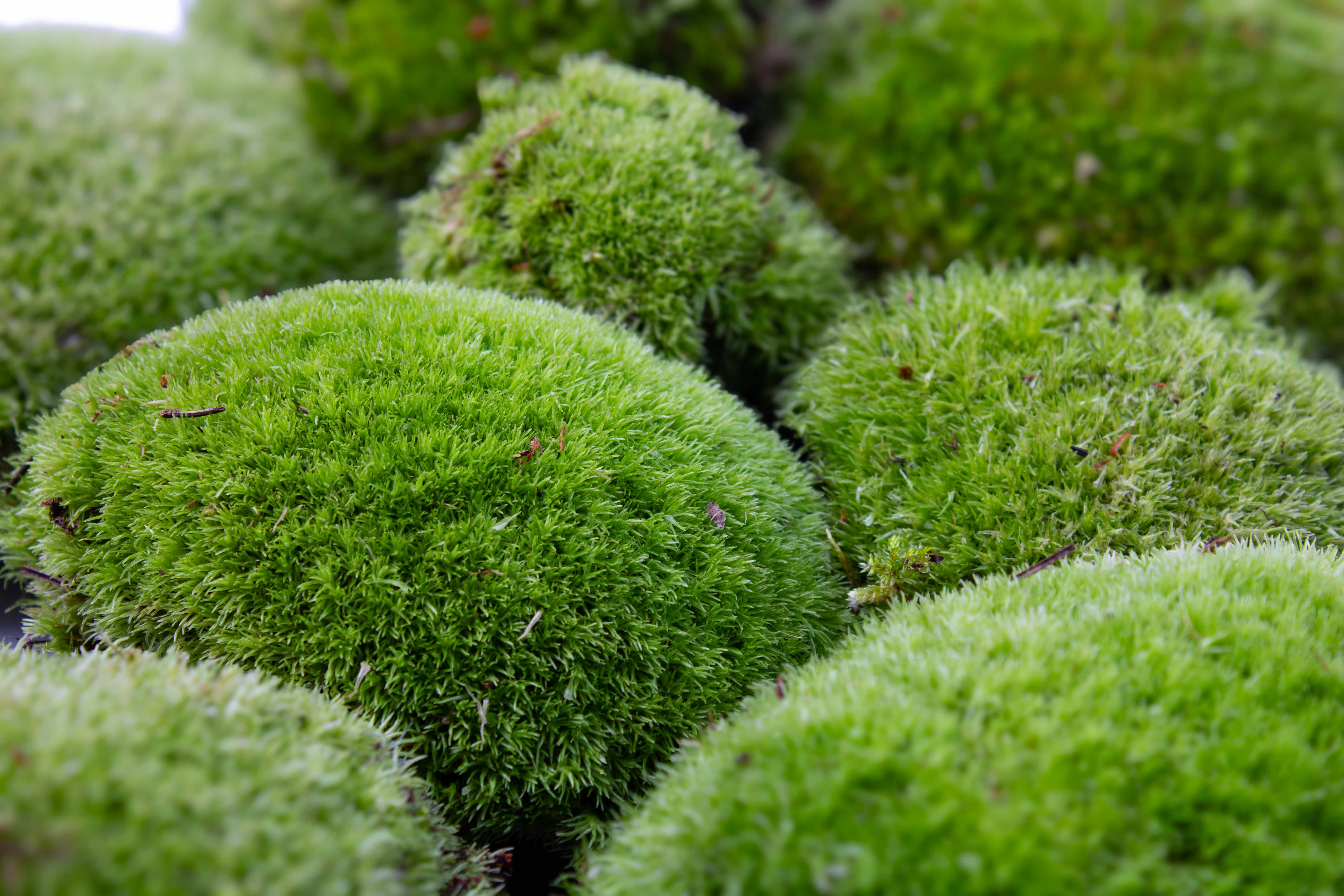 Live Cushion Moss (Leucobryum glaucum) - Image 8