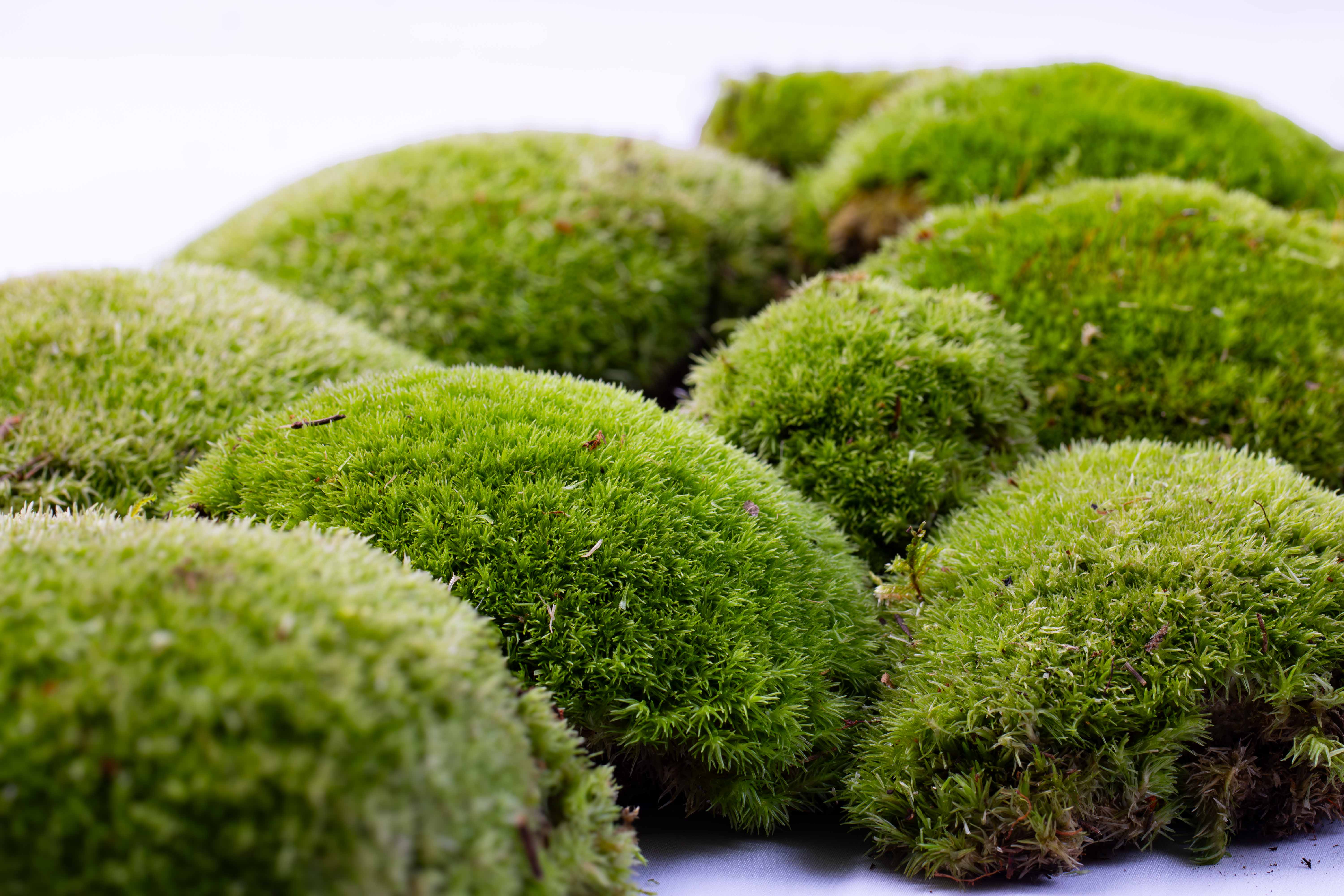 Live Cushion Moss (Leucobryum glaucum) - Image 9