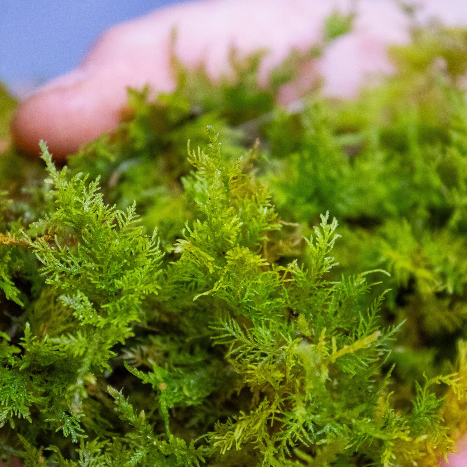 Live Fern Moss (Thuidium tamariscinum) - Image 2