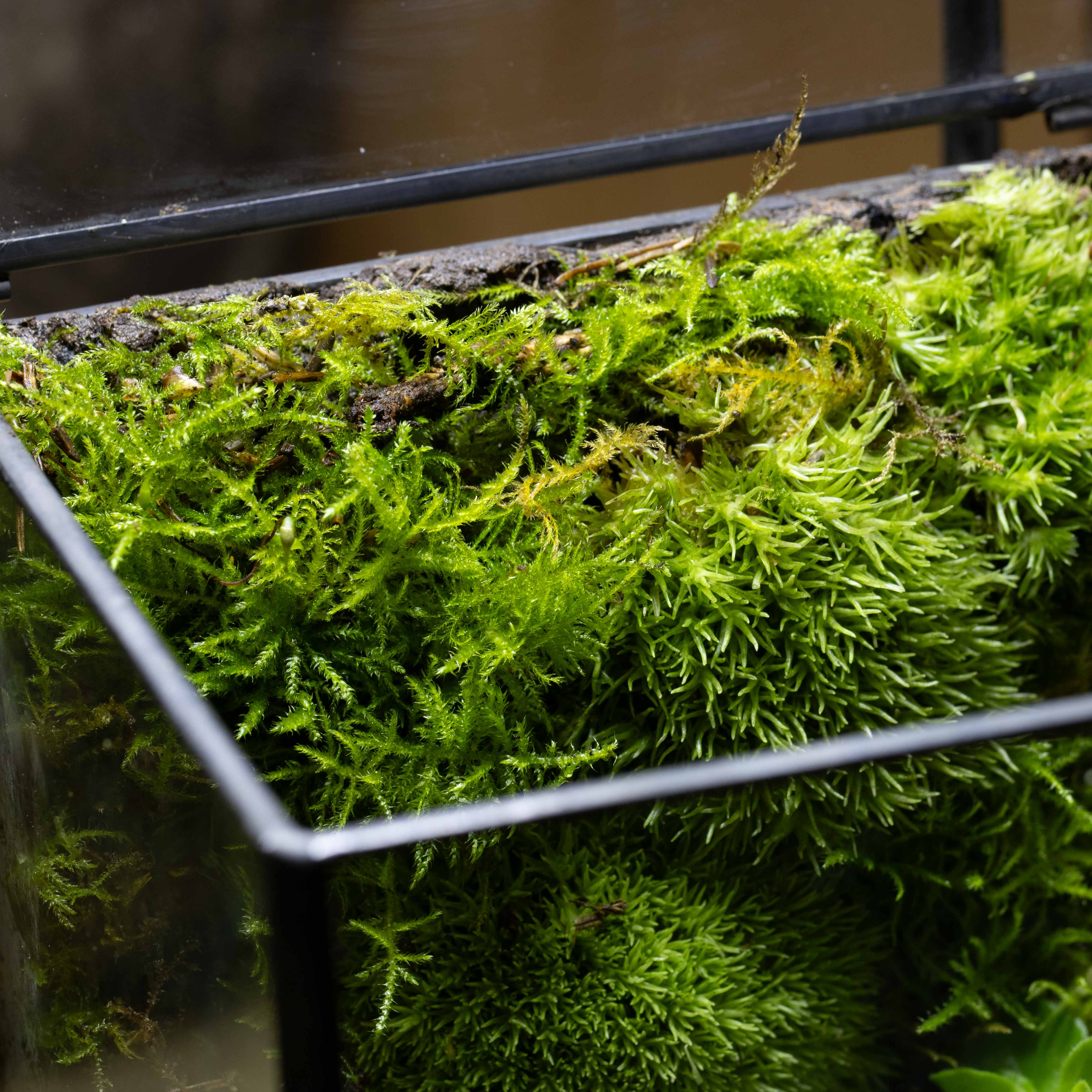 Live Fern Moss (Thuidium tamariscinum) - Image 4